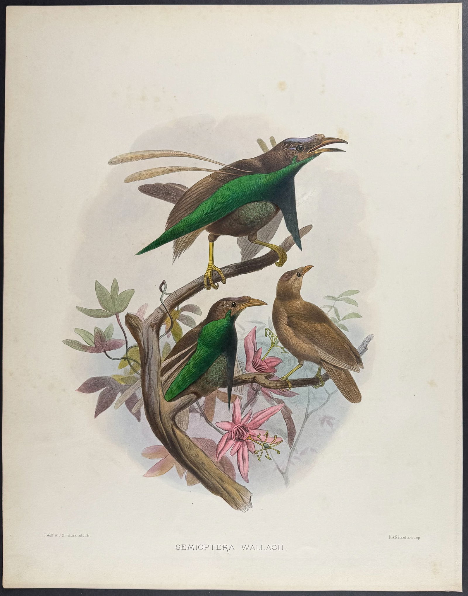 Elliot - Wallace's Bird of Paradise (1 of 1)