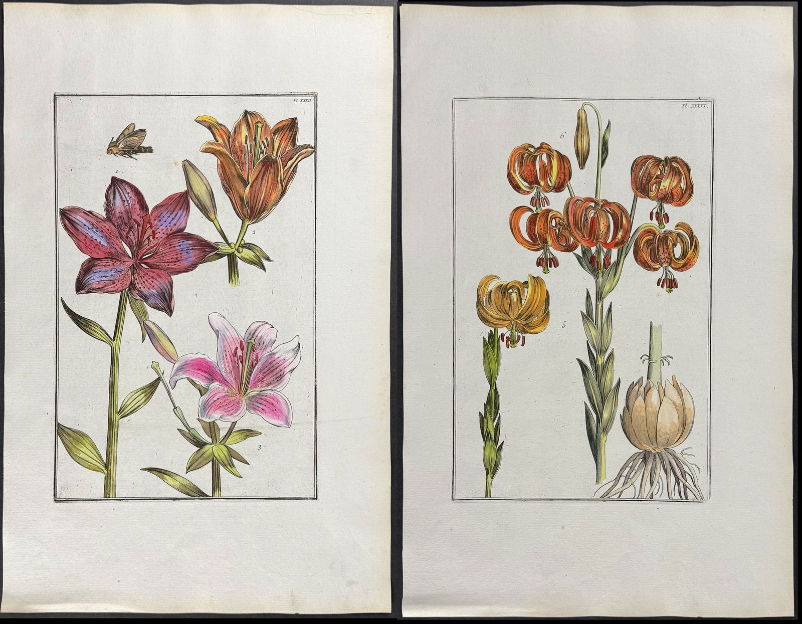 Rabel - Pair of Lily Engravings (1 of 3)