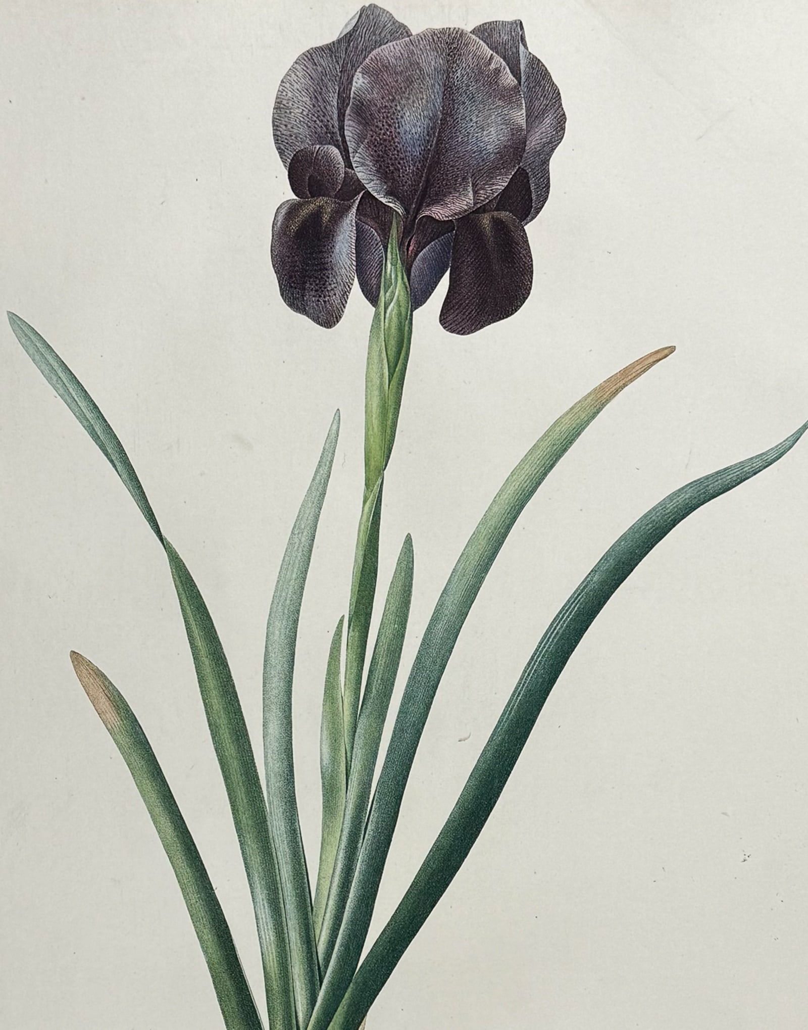 Redoute, Folio - Mourning Iris (Iris Suziana) (1 of 2)