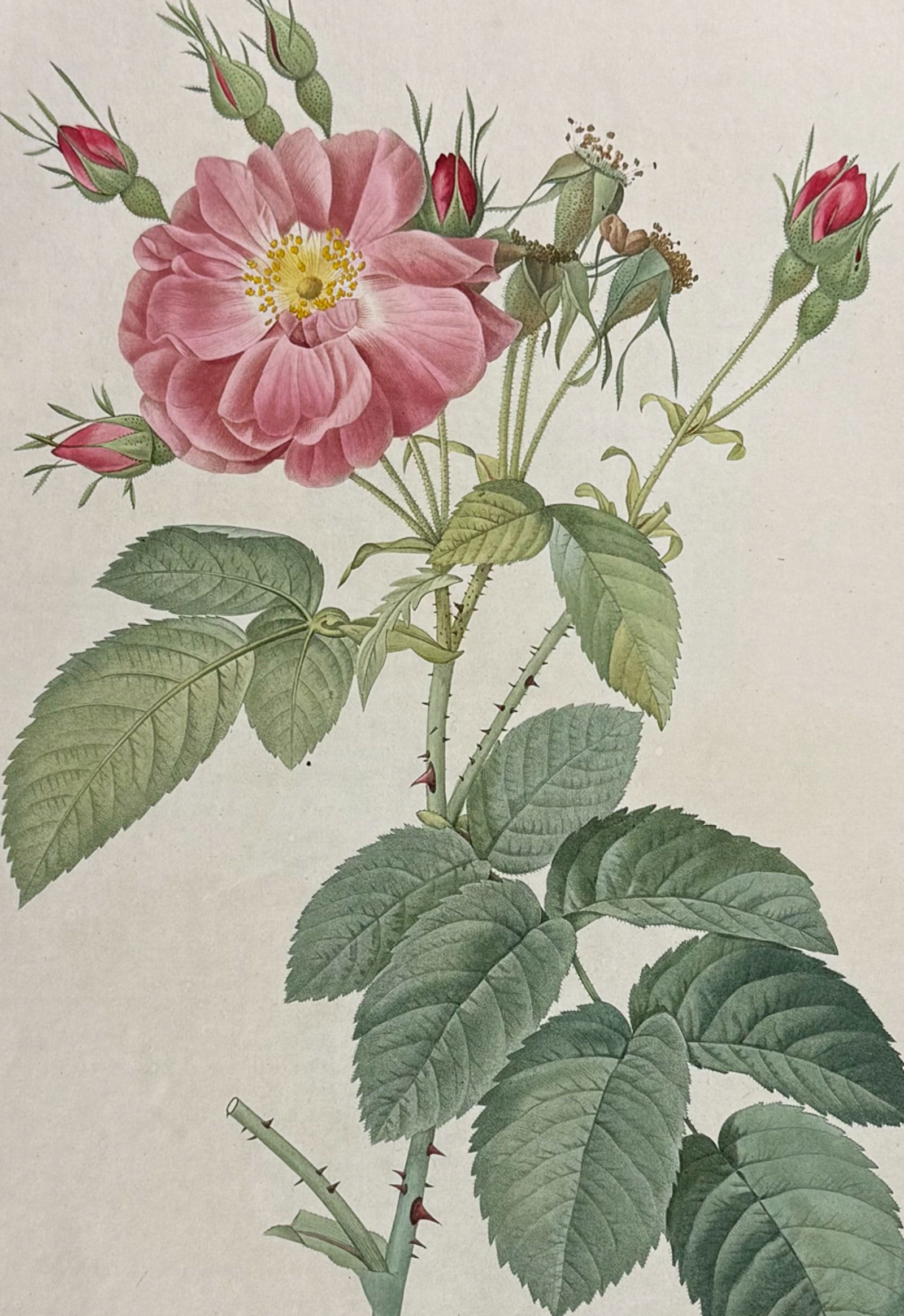 Redoute, Folio - Rose - Rosa Tomentosa (1 of 2)