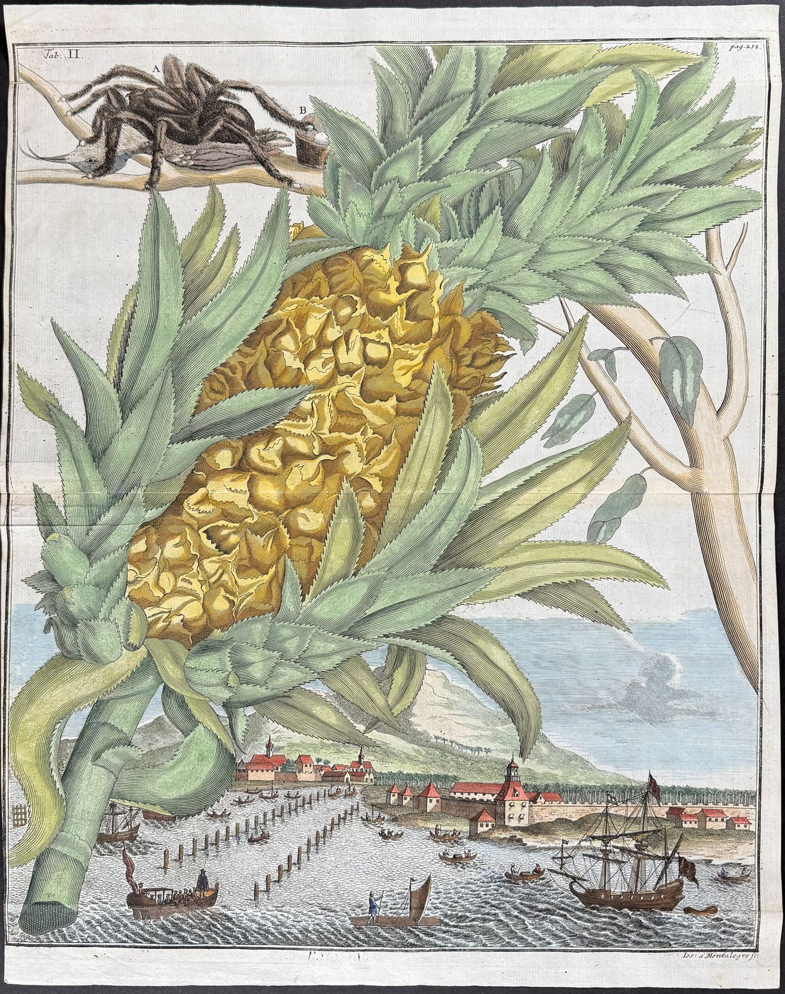 Volckamer - Pineapple & Tarantula. 218 (1 of 1)