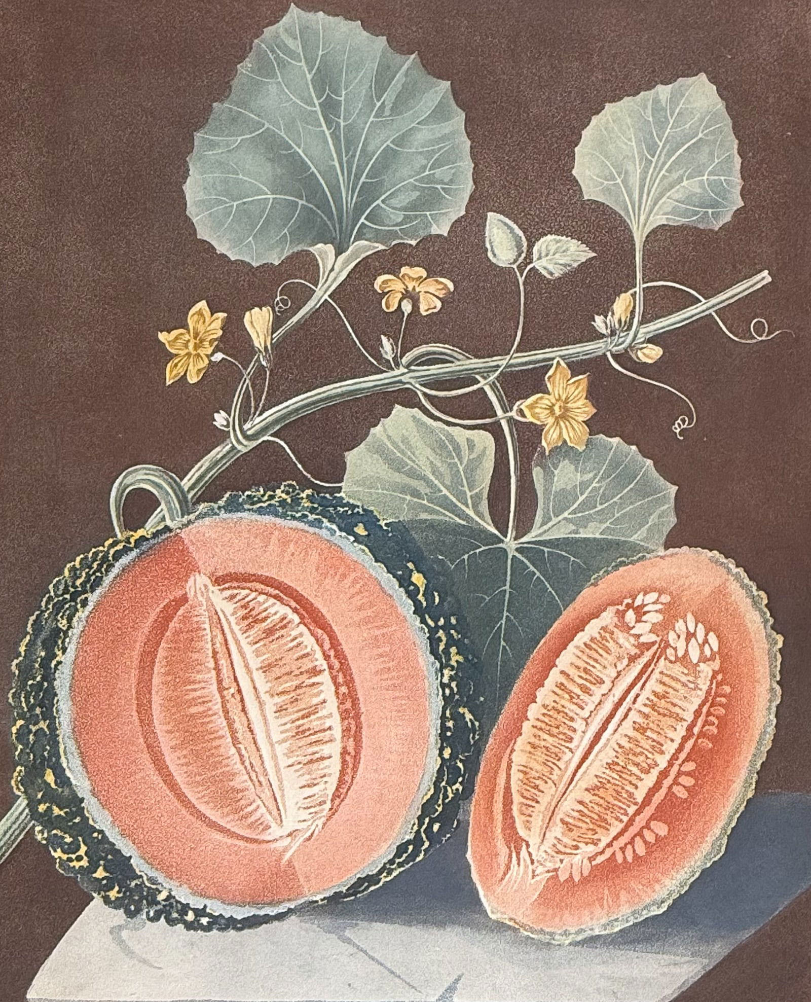 Brookshaw, Elephant Folio - Melon (Scarlet Flesh Rock). 66: This remarkable, large folio fruit engraving is from George Brookshaw's Pomona Britannica, or a Collection of the Most Esteemed Fruits at present cultivated in the country; together with the Blossoms