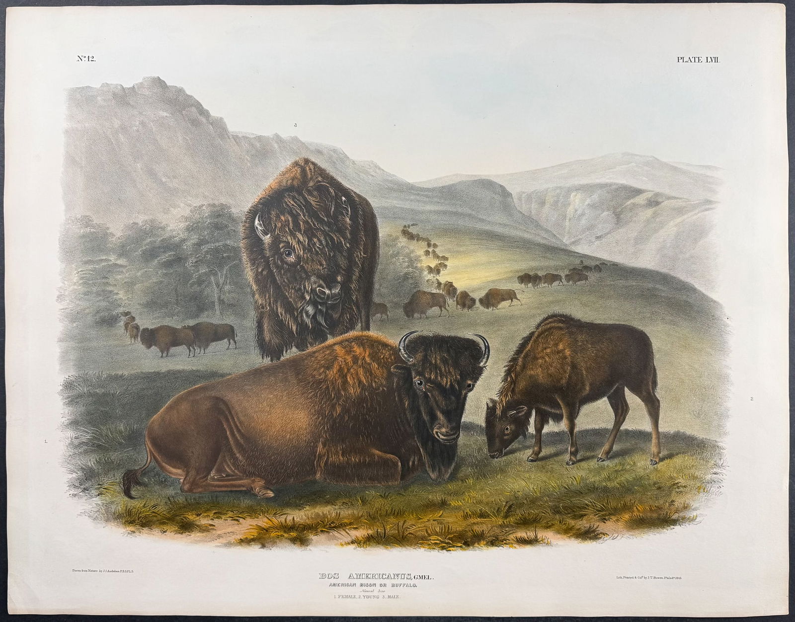 Audubon, Imperial Folio - American Bison or Buffalo. 57 (1 of 2)