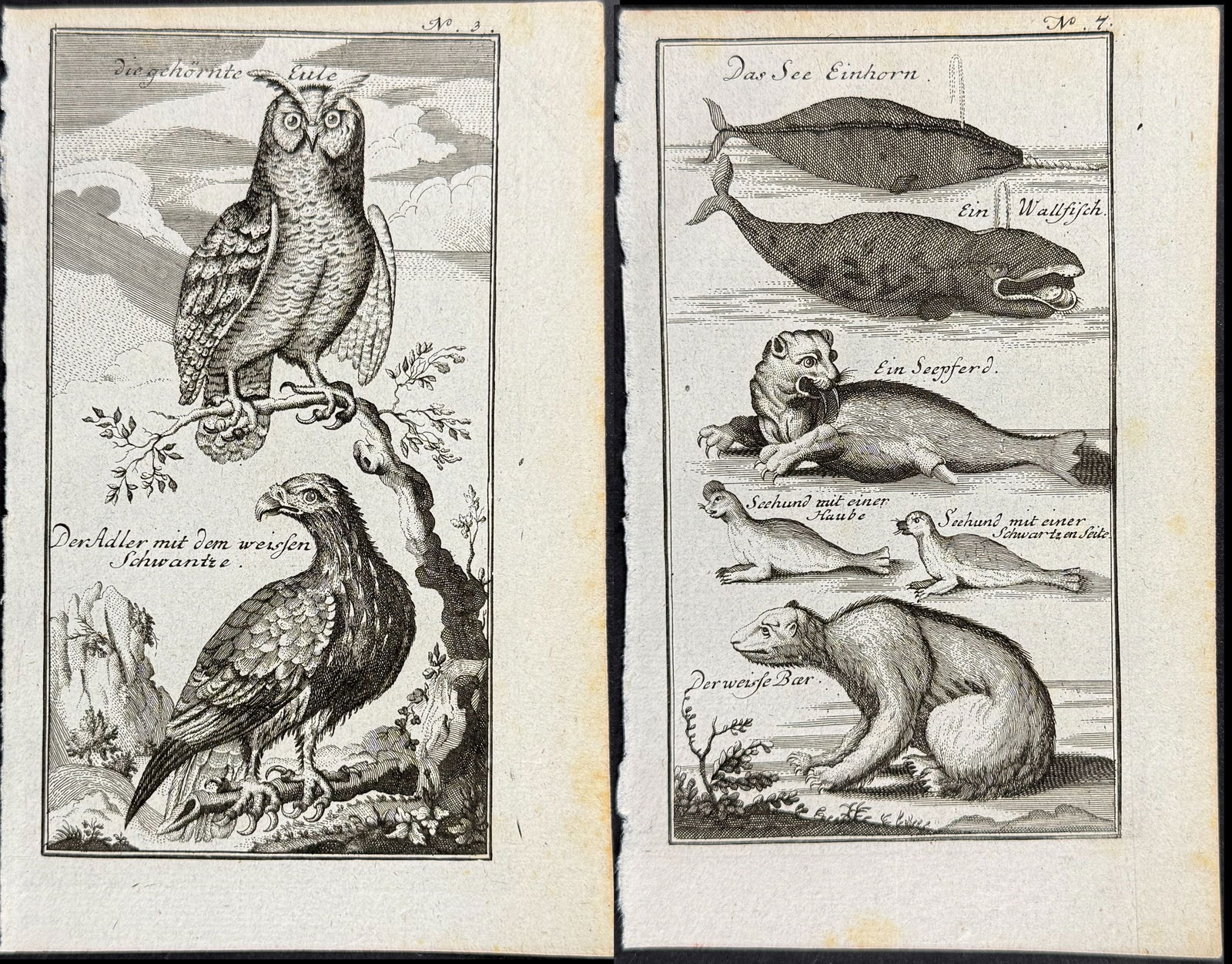 Elllis - 4 Natural History Engravings: This historic map is from the rare German edition of Heinrich Ellis's A Voyage to Hudson's-Bay, by the Dobbs Galley and California, in the Years 1746 and 1747, for Discovering a North West Passage...