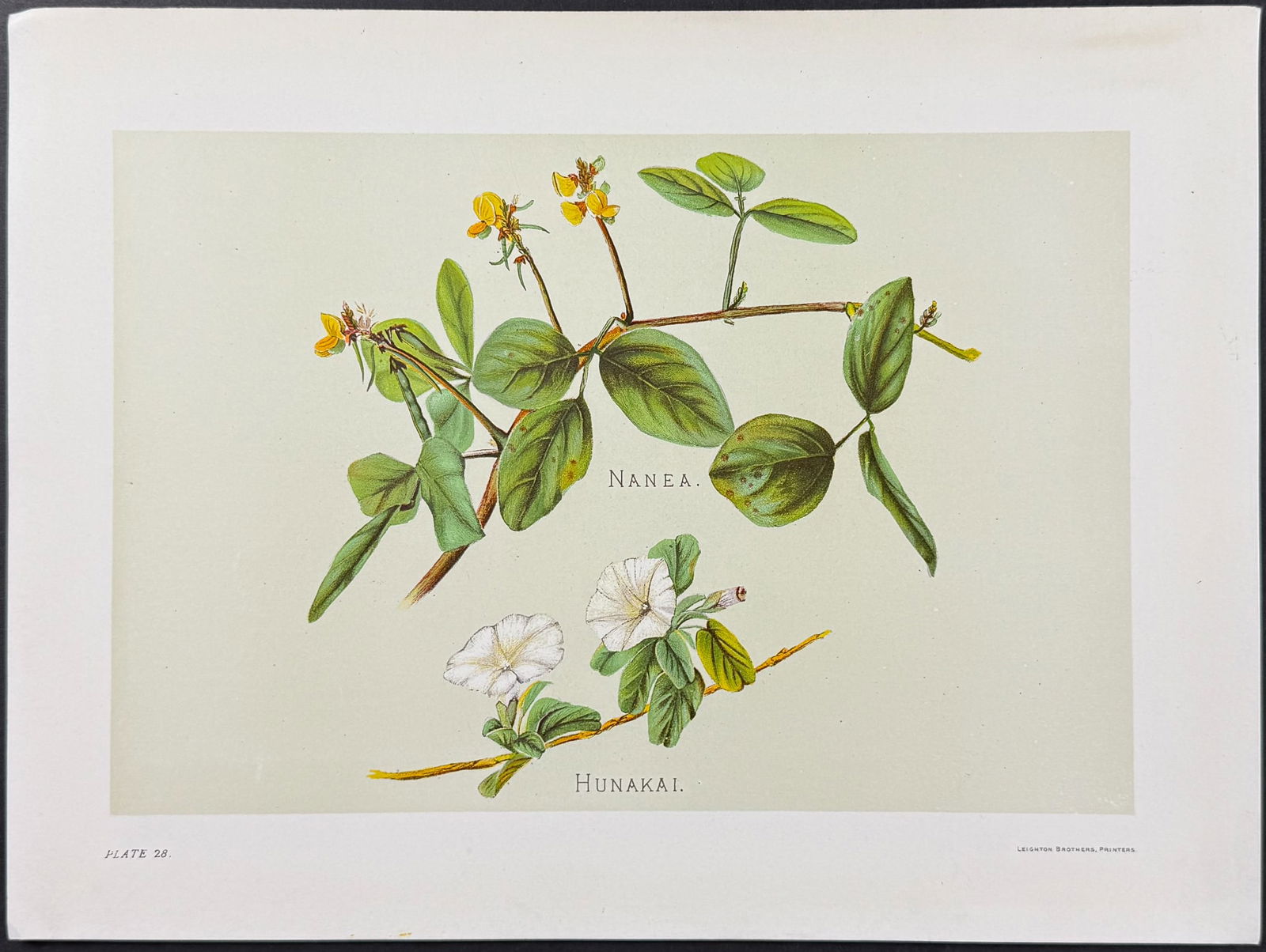 Sinclair, Hawaii - Nanea & Hunakai. 28: This beautiful chromolithograph is from Isabella Sinclair's Indigenous Flowers of the Hawaiian Islands: Forty-Four Plates Painted in Water-Colours and Described by Mrs. Francis Sinclair. The work was