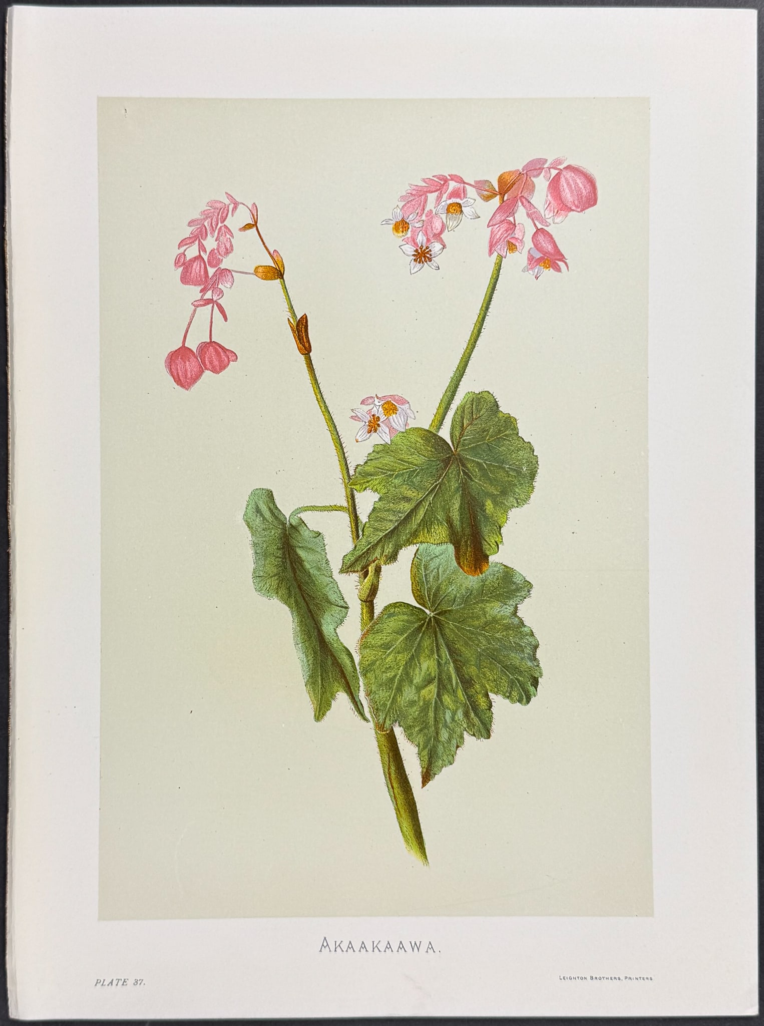 Sinclair, Hawaii - Akaakaawa (Hillebrandia sandwicensis). 37 (1 of 1)