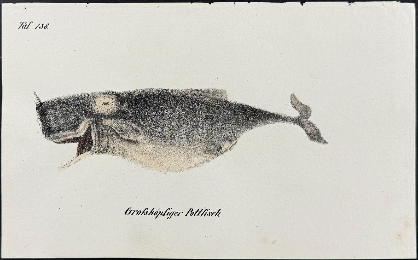 Reichenbach - Whale. 138