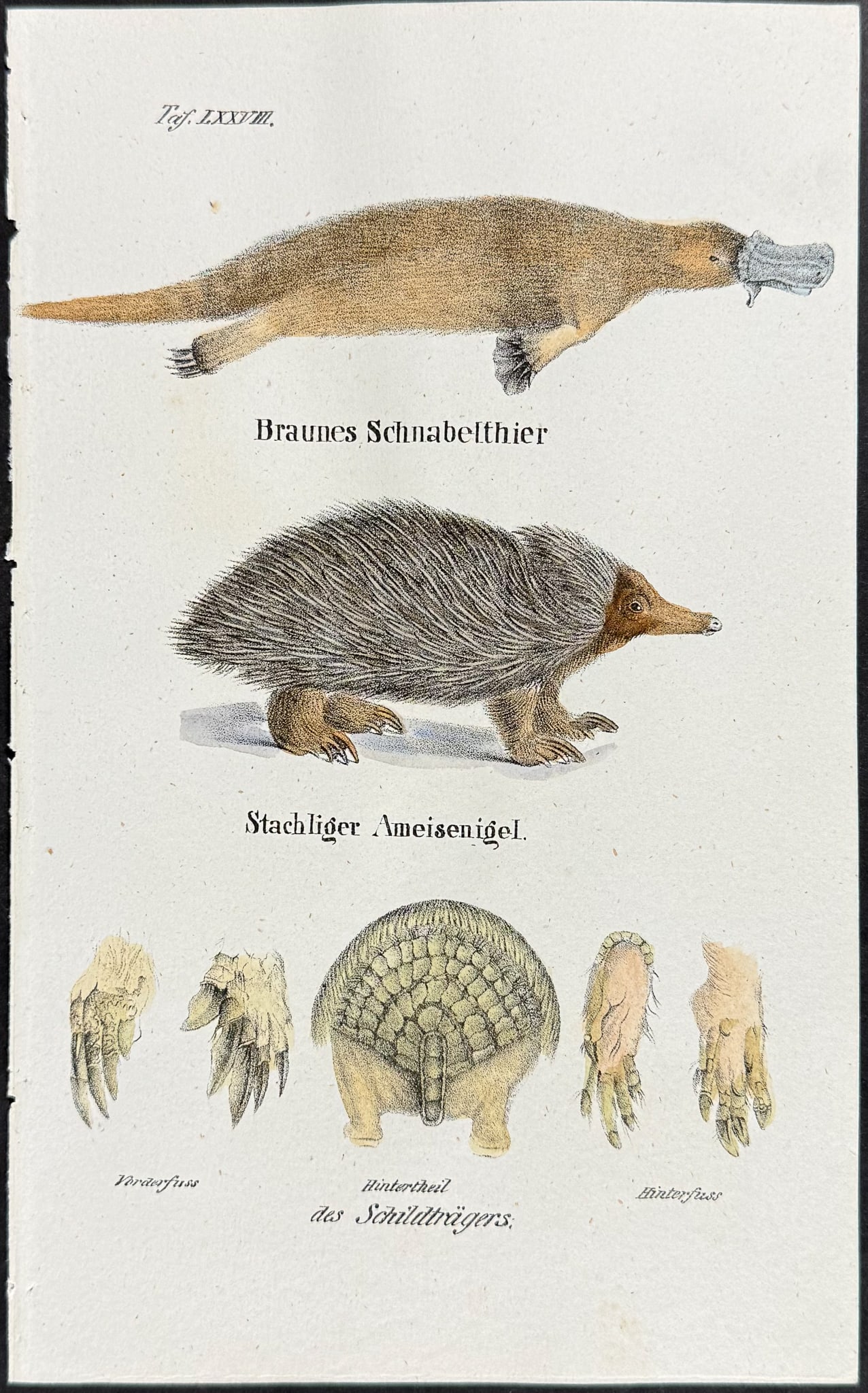 Reichenbach - Platypus (Australia), Porcupine, Armadillo. 78: This lovely natural history lithograph is Anton Benedict Reichenbach's Die Naturgeschichte in getreuen Abbildungen mit Detailer Beschreibung derselben. The work was published between 1831 and 1840