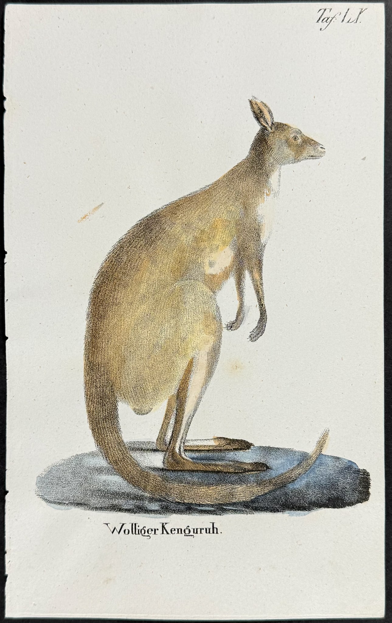 Reichenbach - Kangaroo (Australia). 60