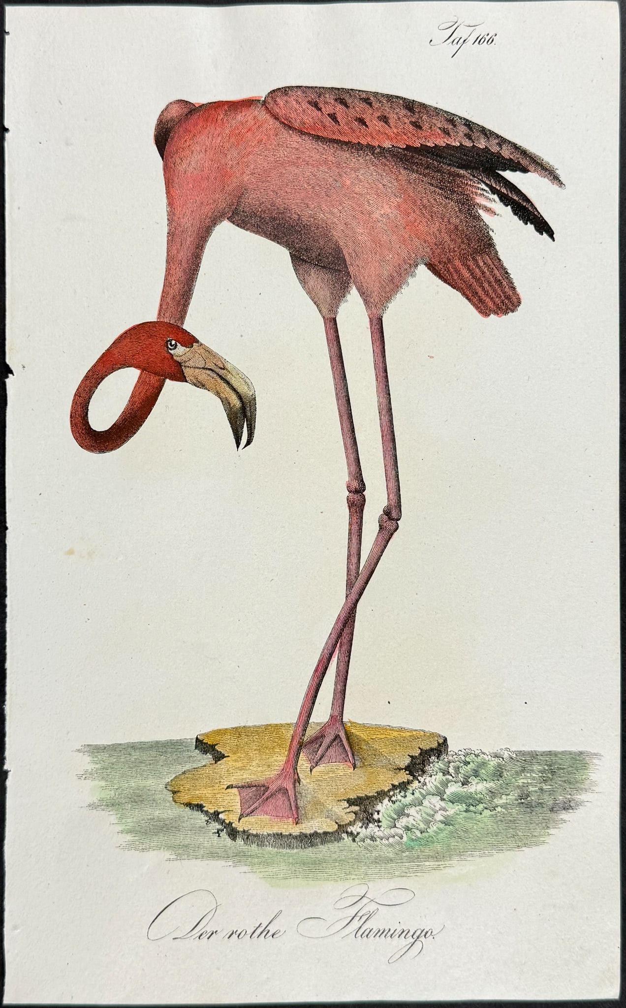 Reichenbach - Flamingo. 166: This lovely natural history lithograph is Anton Benedict Reichenbach's Die Naturgeschichte in getreuen Abbildungen mit Detailer Beschreibung derselben. The work was published between 1831 and 1840