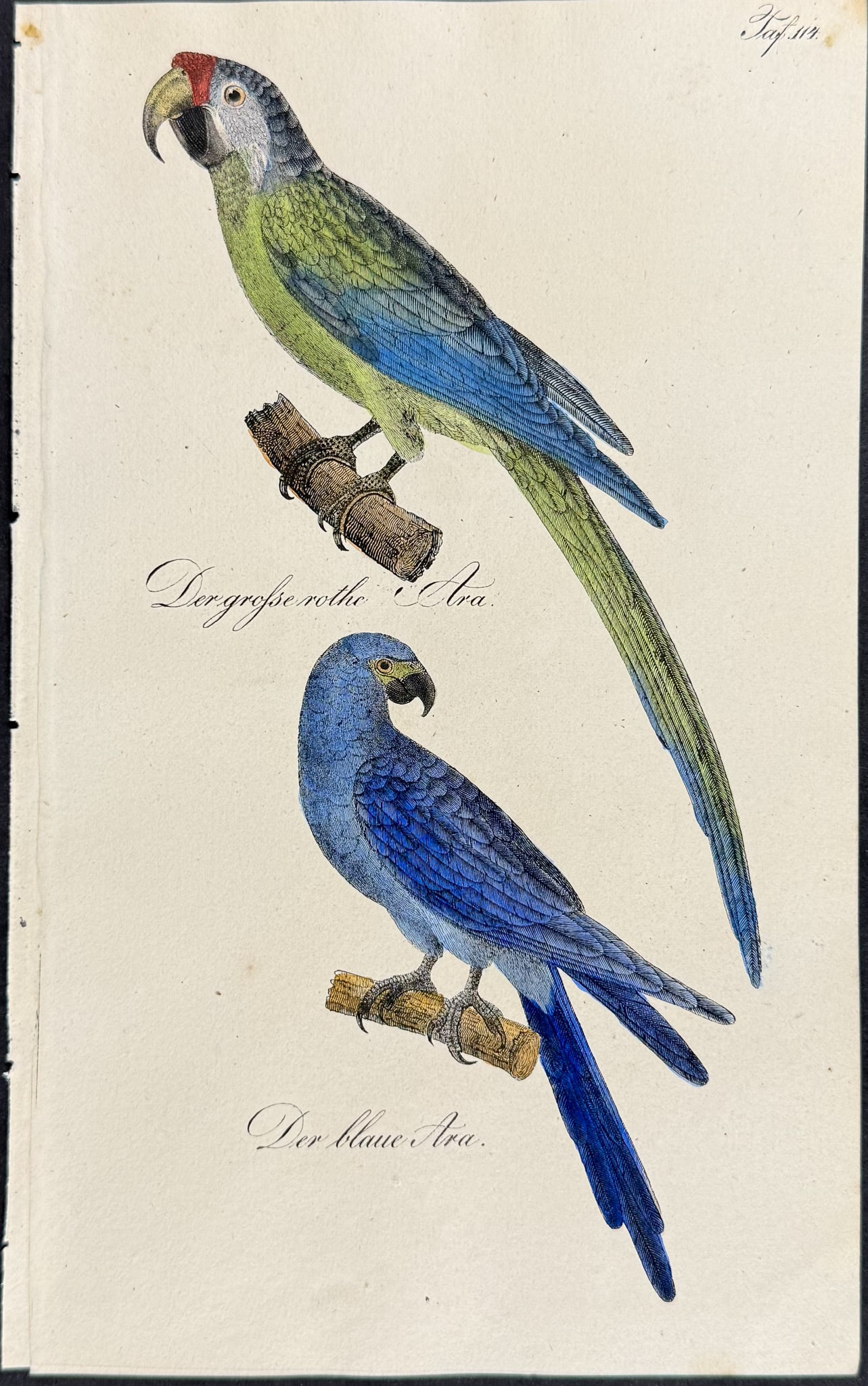 Reichenbach - Ara or Macaw. 114: This lovely natural history lithograph is Anton Benedict Reichenbach's Die Naturgeschichte in getreuen Abbildungen mit Detailer Beschreibung derselben. The work was published between 1831 and 1840