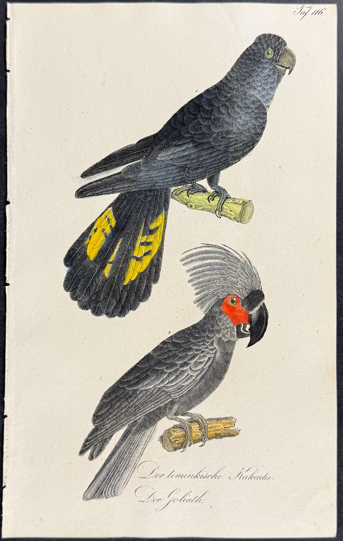 Reichenbach - Black Cockatoo (Australia). 116: This lovely natural history lithograph is Anton Benedict Reichenbach's Die Naturgeschichte in getreuen Abbildungen mit Detailer Beschreibung derselben. The work was published between 1831 and 1840