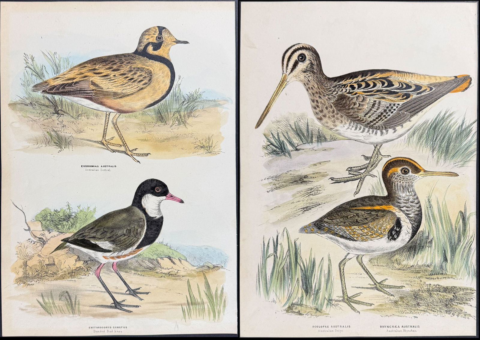 Diggles, Australia - 8 Bird Lithographs (1 of 9)