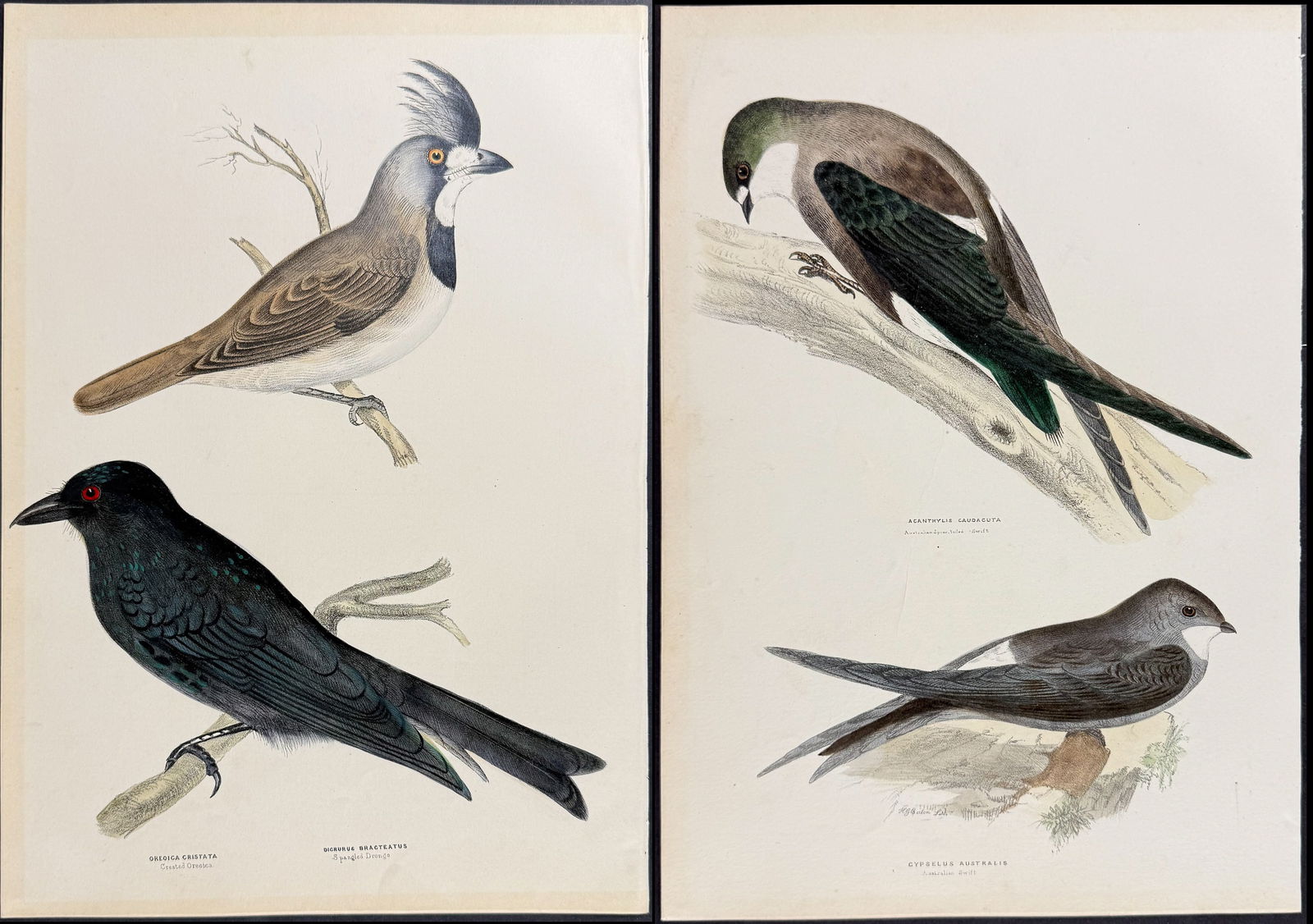Diggles, Australia - 14 Bird Lithographs (1 of 15)
