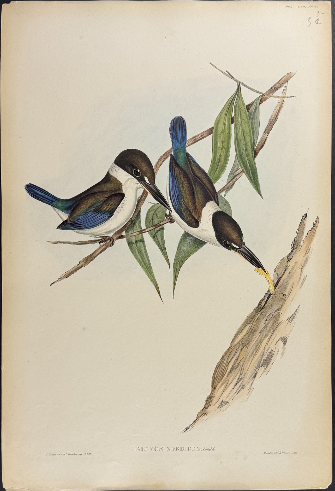 Gould, Australia - Sordid Kingfisher [Halcyon sordidus ]: This hand-colored folio lithograph is from the esteemed John Gould?s Birds of Australia. The work was published in London by Richard and John E. Taylor for the author between 1840 and 1869. Over 300 n