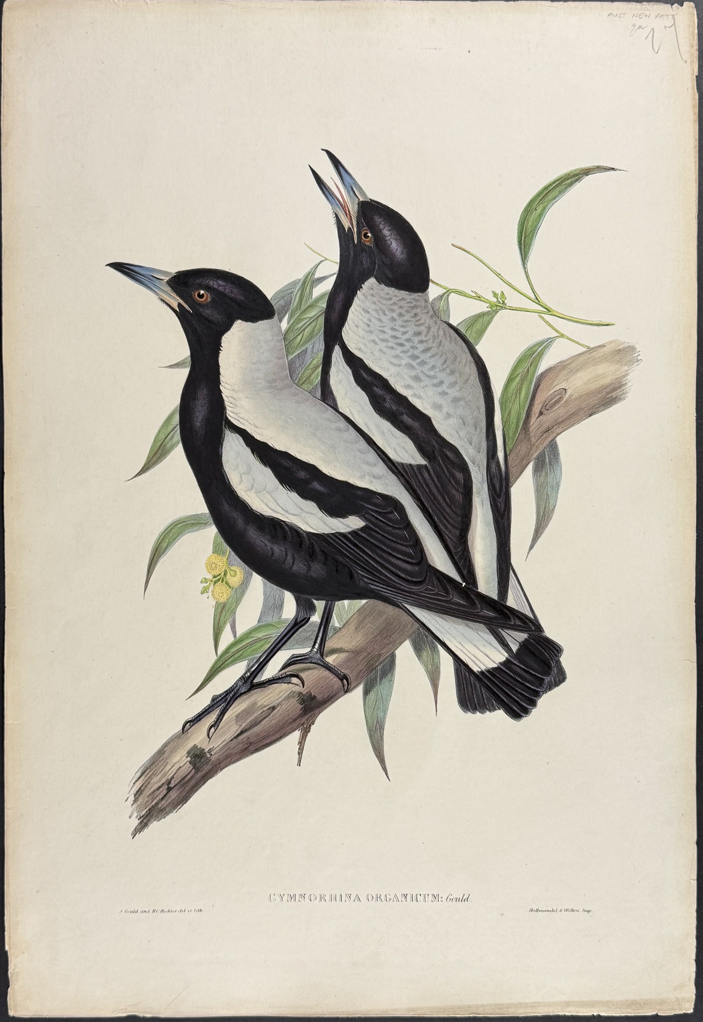 Gould, Australia - Tasmanian Crow-Shrike [Gymnorhina Organicum]: This hand-colored folio lithograph is from the esteemed John Gould?s Birds of Australia. The work was published in London by Richard and John E. Taylor for the author between 1840 and 1869. Over 300 n