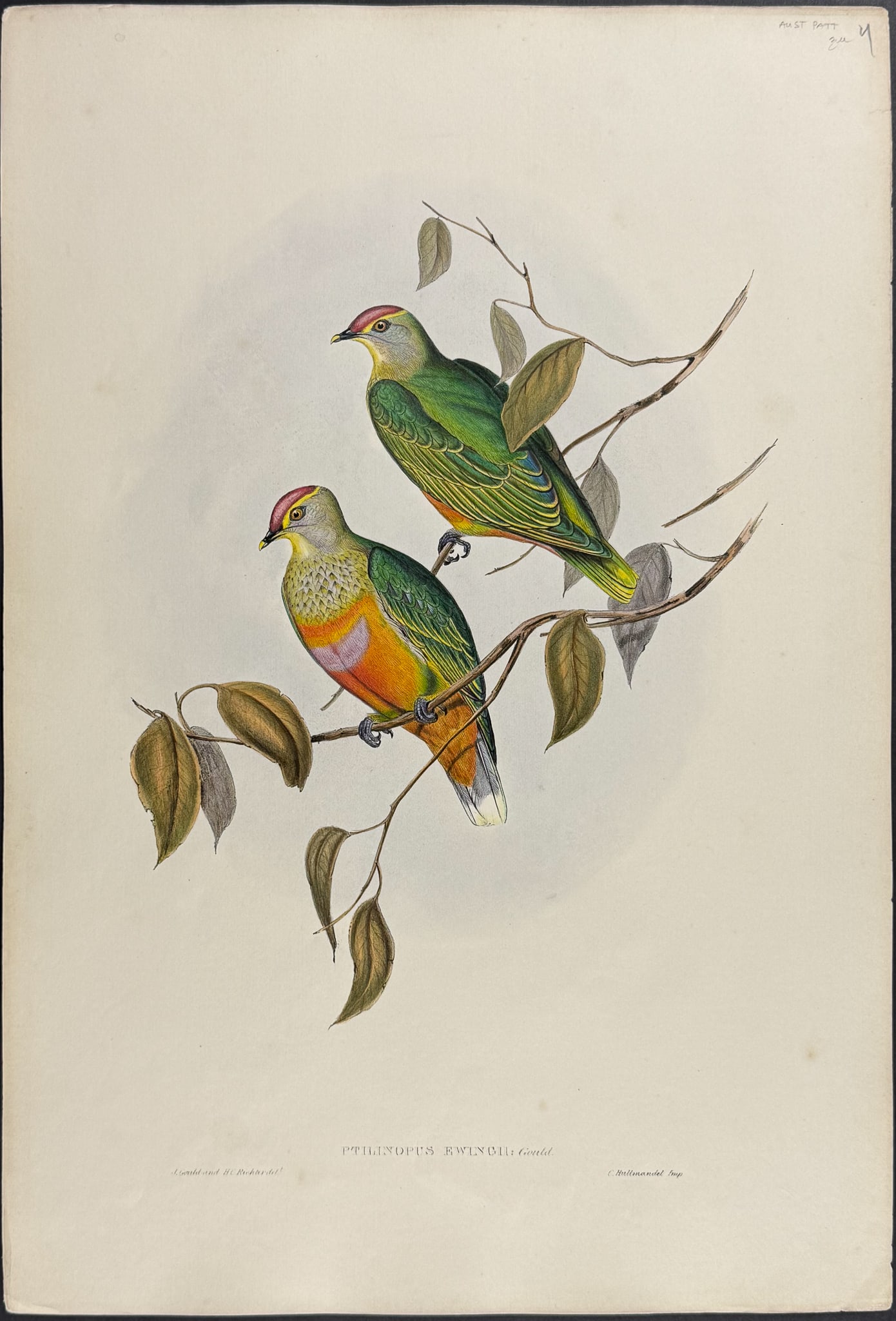 Gould, Australia - Ewing's Fruit Pigeon [Ptilinopus Ewingii]: This hand-colored folio lithograph is from the esteemed John Gould?s Birds of Australia. The work was published in London by Richard and John E. Taylor for the author between 1840 and 1869. Over 300 n