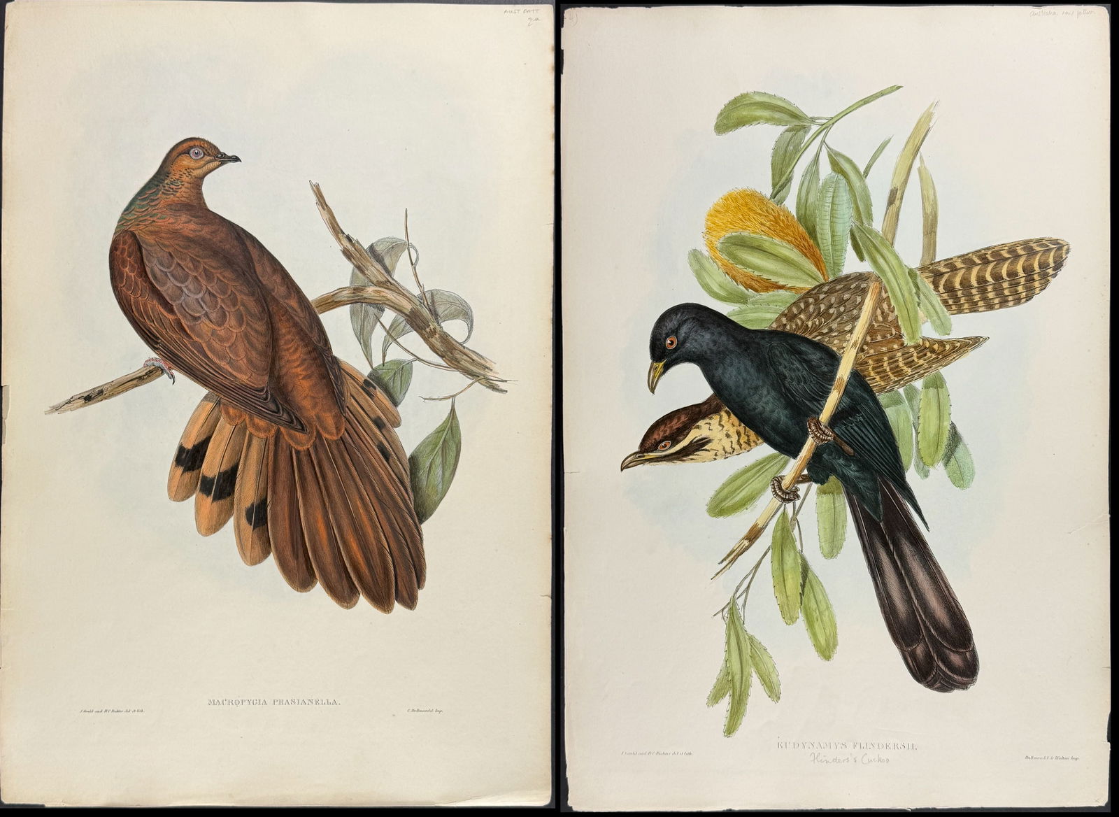Gould, Australia - Pair of Cuckoo Lithographs (Banksia) (1 of 3)
