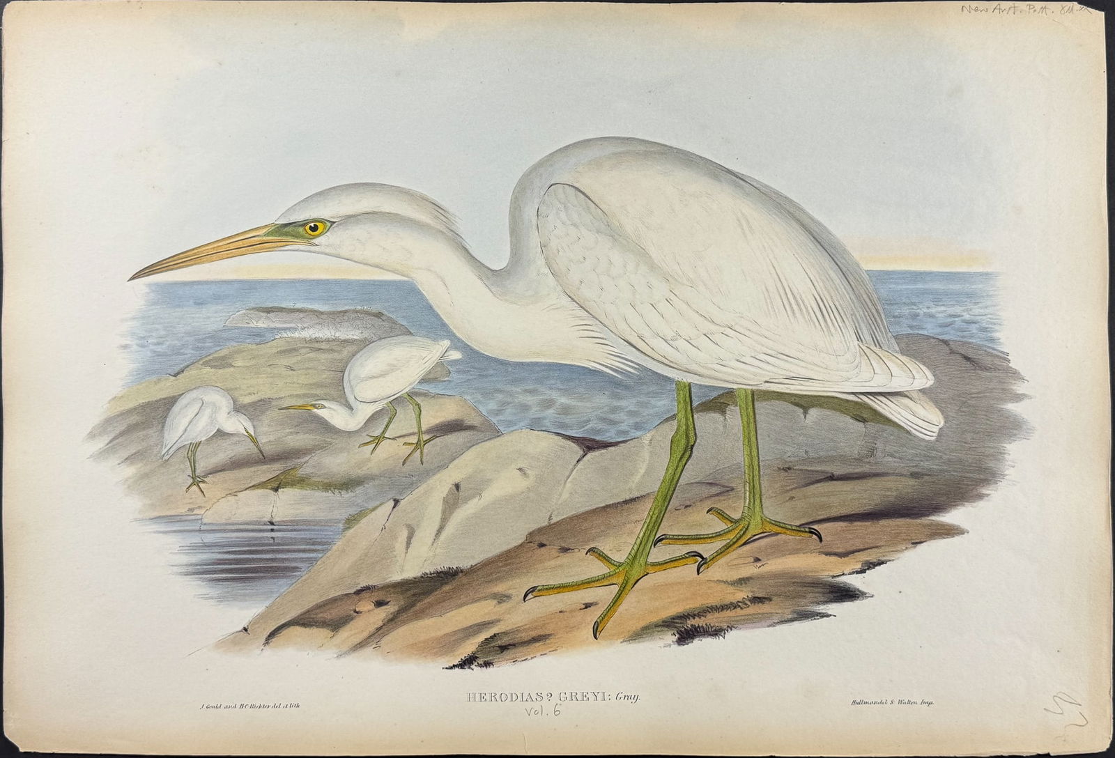 Gould, Australia - White Reef Heron [Herodias Greyi] (1 of 1)