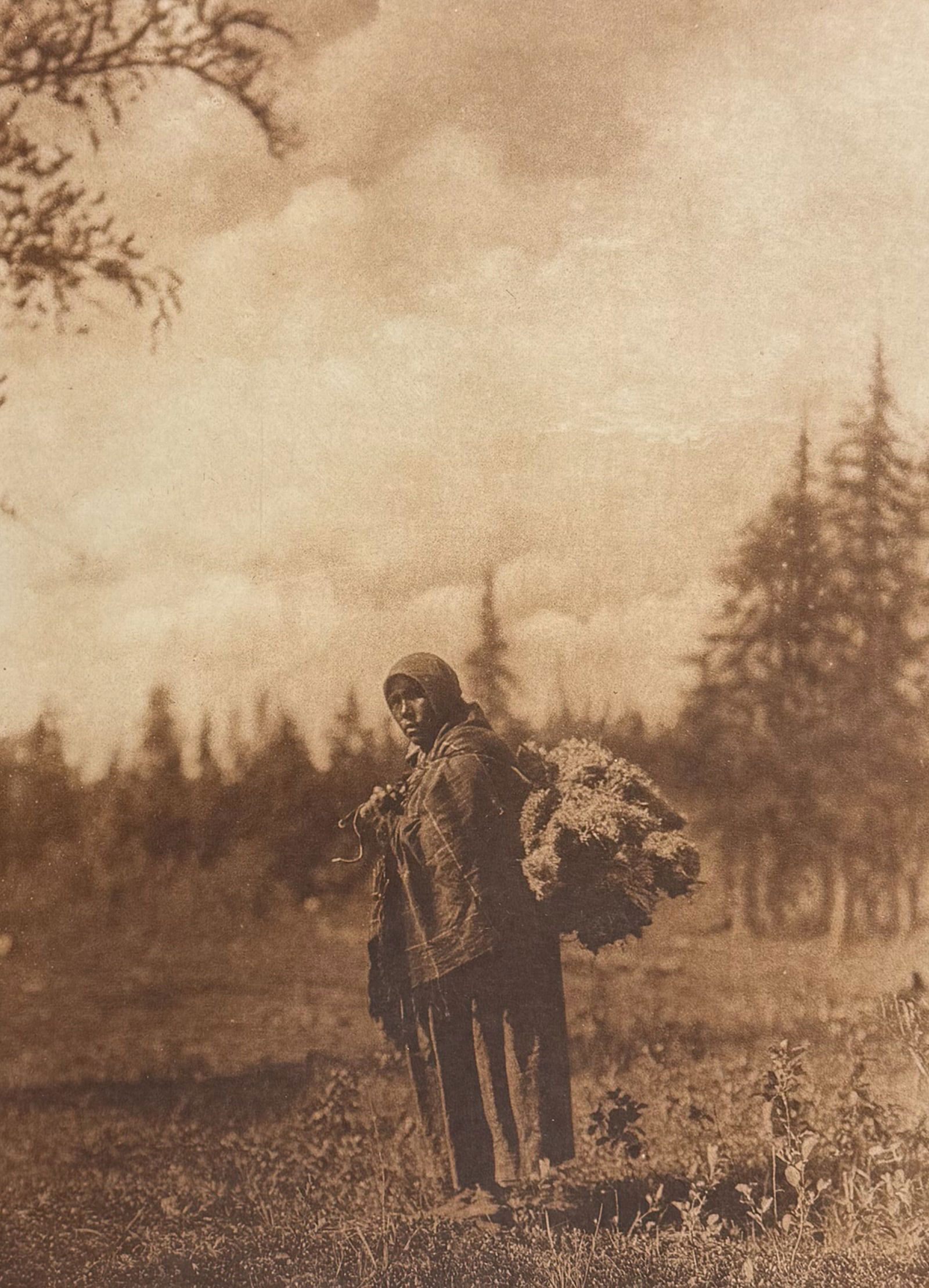 Edward Curtis, Folio - Moss for the Baby-Bags - Cree: Curtis's description of the image: In moist localities of the northern bush country the ground is thickly carpeted with Sphagnum. The moss is dried on racks, and is used as an absorbent in the