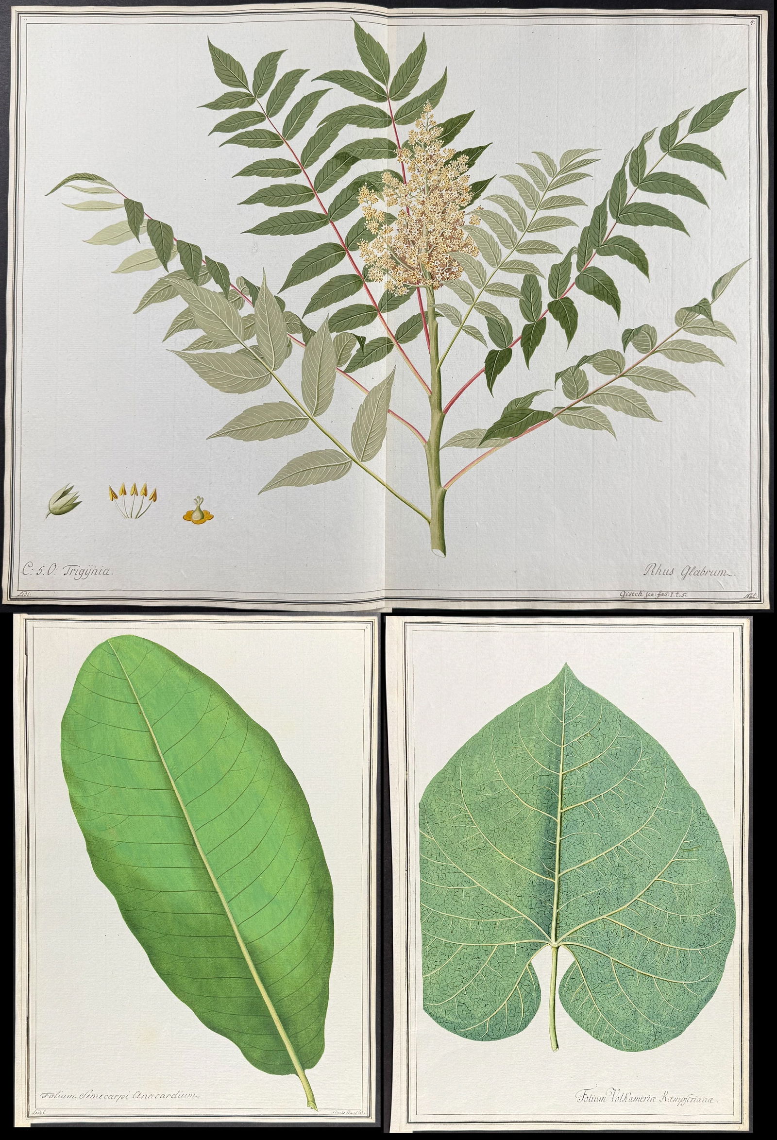 3 Original Botanical Watercolors after Ledel for Banks (according to Linnaeus system): This superb original botanical watercolor is from a manuscript entitled Hortus Botanicus which illustrated plants according to the Linnaean system and Willdenow's revisions. The manuscript was complet