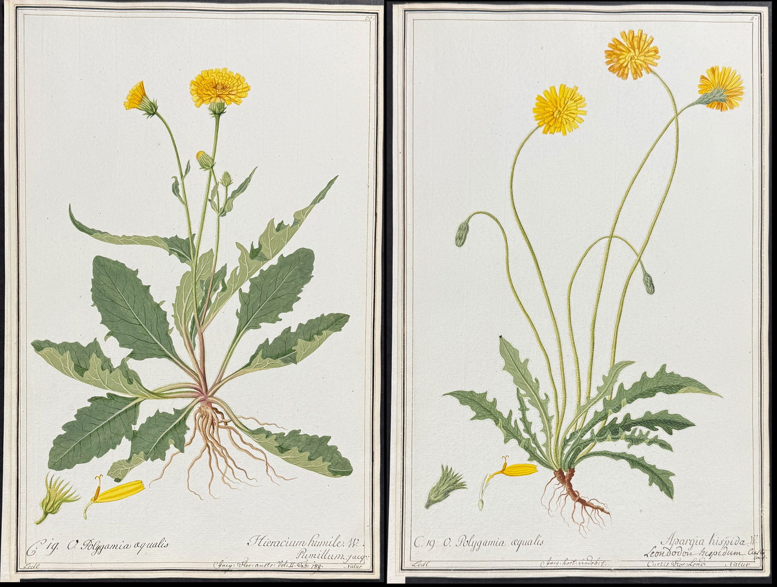 7 Original Botanical Watercolors after Ledel, Herz for Curtis, Jacquin (according to Linnaeus (1 of 8)