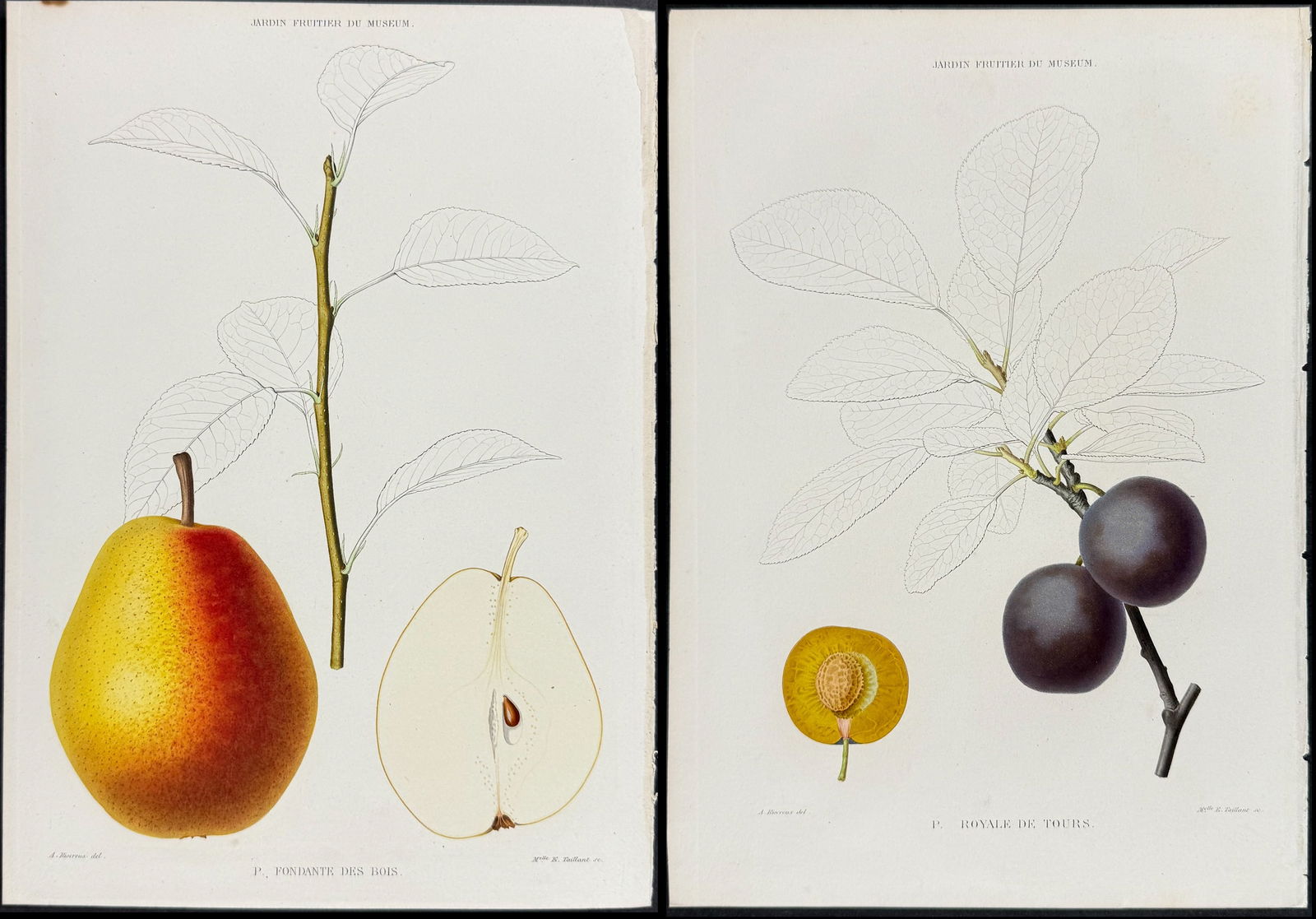 Decaisne - 6 Fruit Lithographs (Gooseberry, Pear, Plum) (1 of 7)