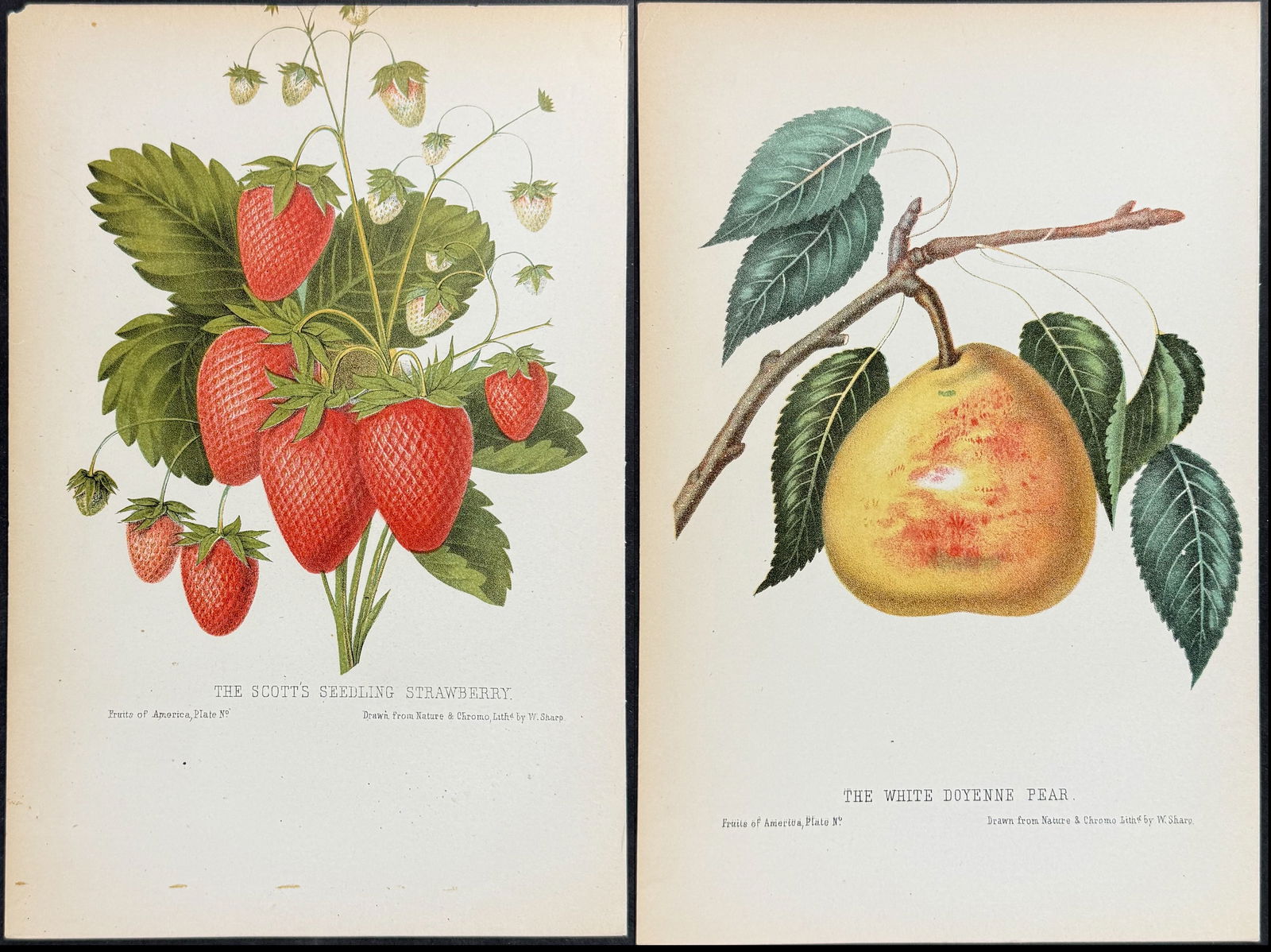 Hovey - 7 Fruit Lithographs (Strawberry, Apple, Plum, Pear): This richly colored chromolithograph is from Charles Mason Hovey's The Fruits of America, containing richly colored figures, and full descriptions of all the choicest varieties cultivated in the Unite