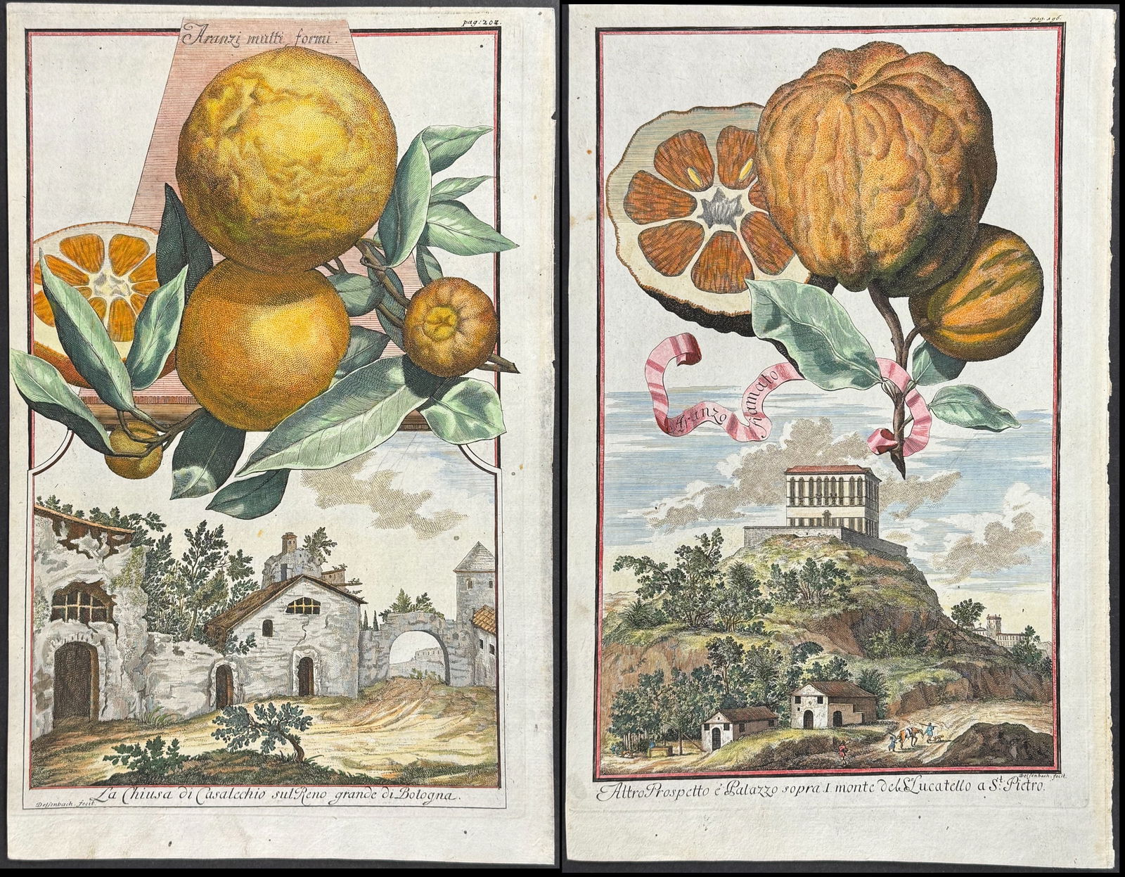 Volckamer - 4 Citrus Engravings (1 of 5)