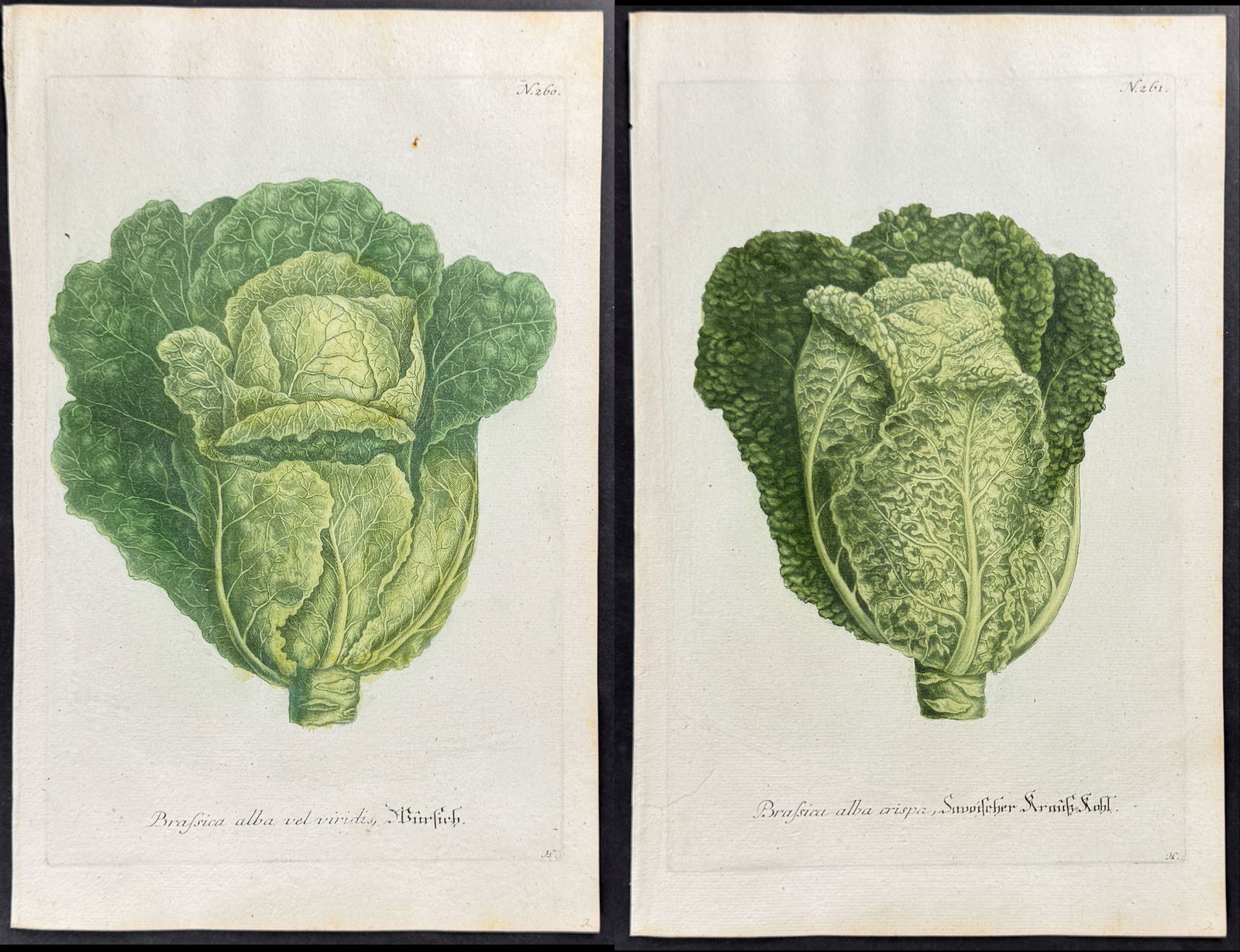 Weinmann - Pair of Cabbage Engravings (1 of 3)