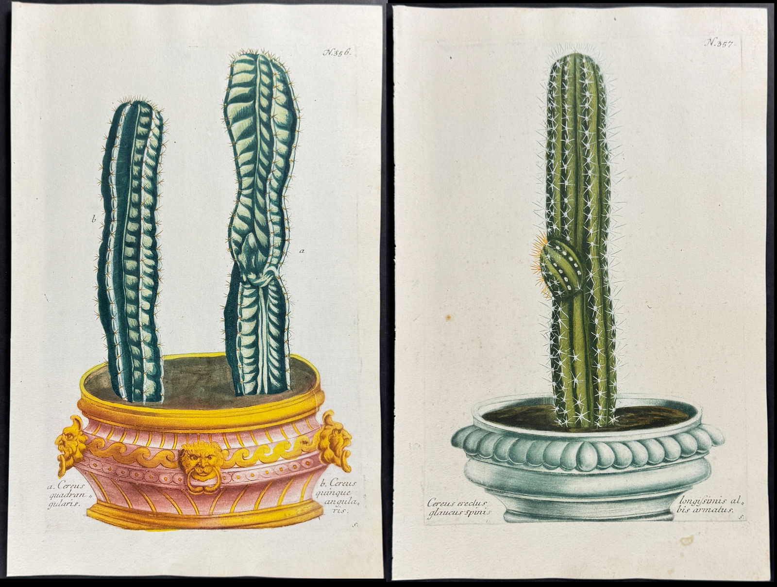 Weinmann - Pair of Cactus Engravings (1 of 3)