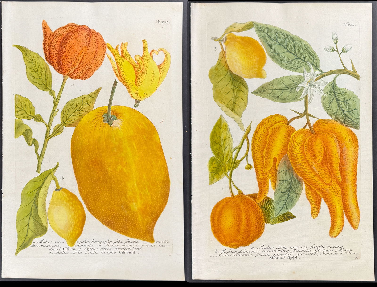 Weinmann - 3 Citrus Plant Engravings (1 of 4)