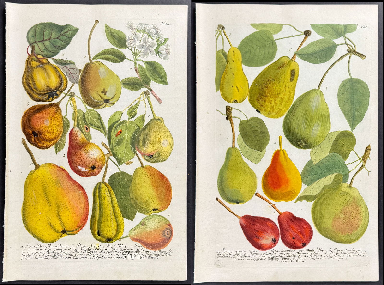 Weinmann - Pair of Pear Engravings (1 of 3)