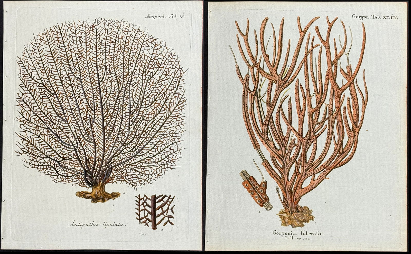 Esper - 6 Coral or Sea Life Engravings (Antipathes, Gorgonia): This originally hand-colored sea life engraving is from Eugen Johann Christoph Esper's The Plant Animals, Illuminated in Illustrations from Nature with Colors. - Continuations of the Plant Animals. Th