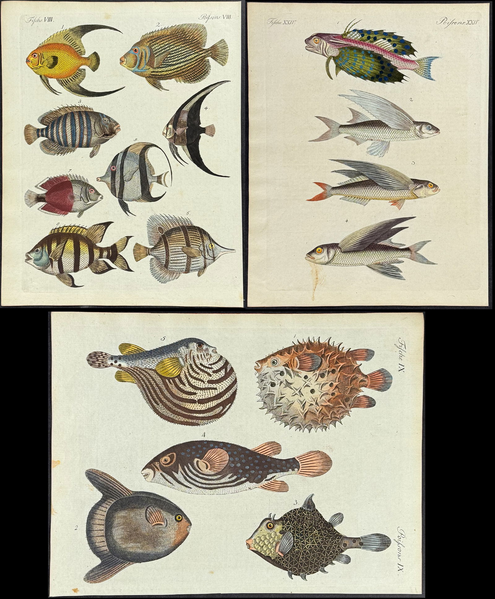 Bertuch - 5 Fish or Sea Life Engravings (1 of 6)