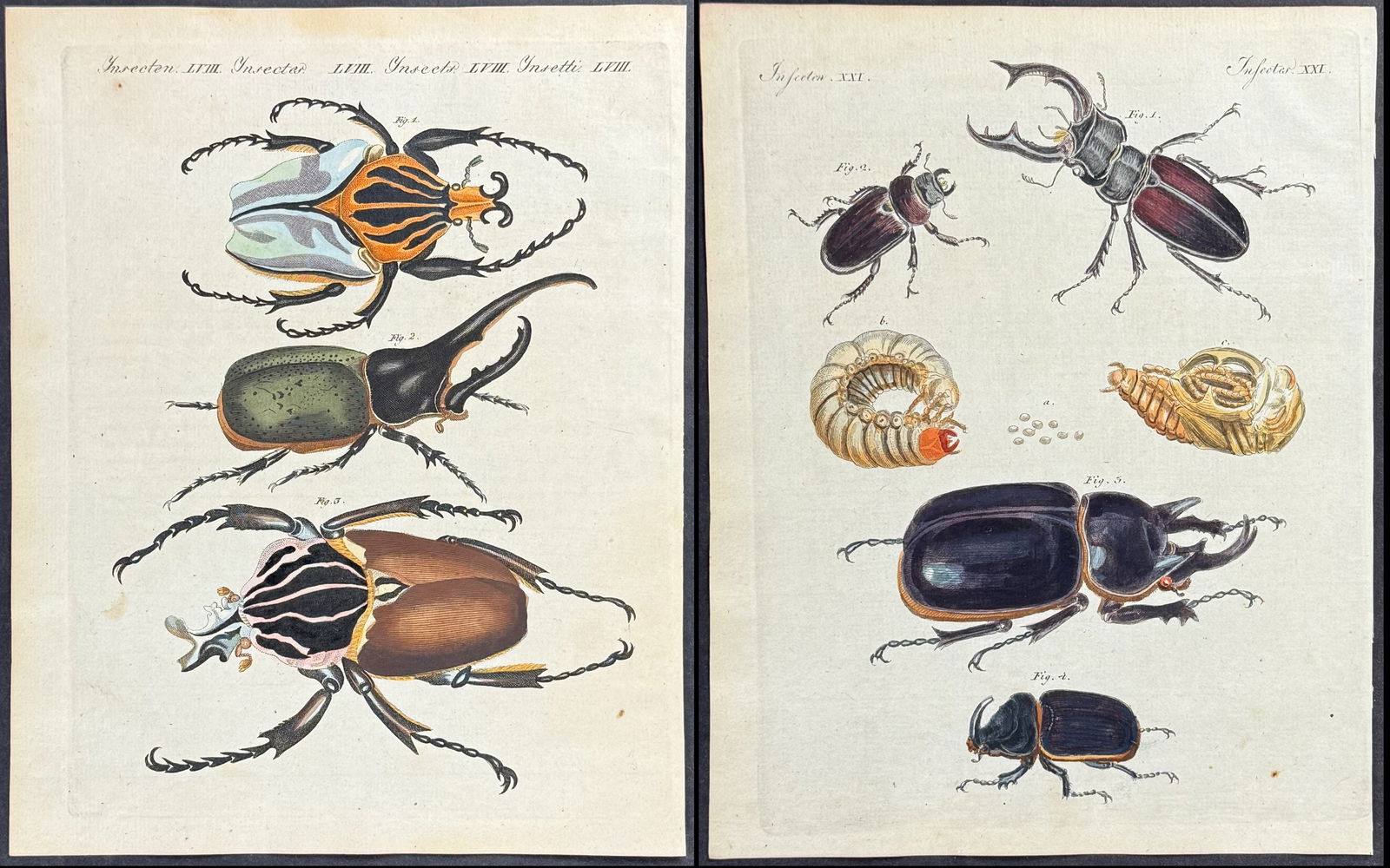 Bertuch - 5 Engravings of Insects, Moth, Beetles (1 of 6)