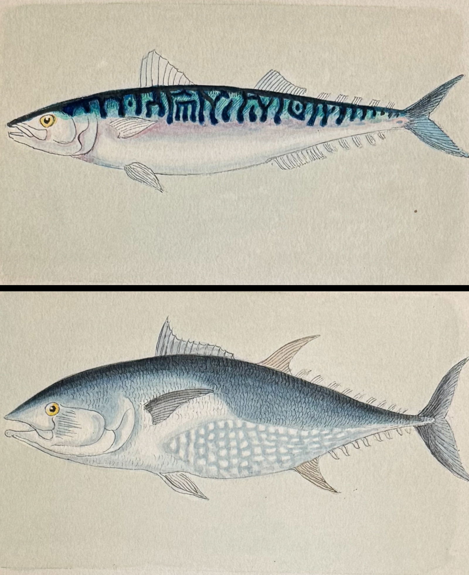 Pair of Original Watercolors of Fish: Tuna & Mackrel (1 of 5)