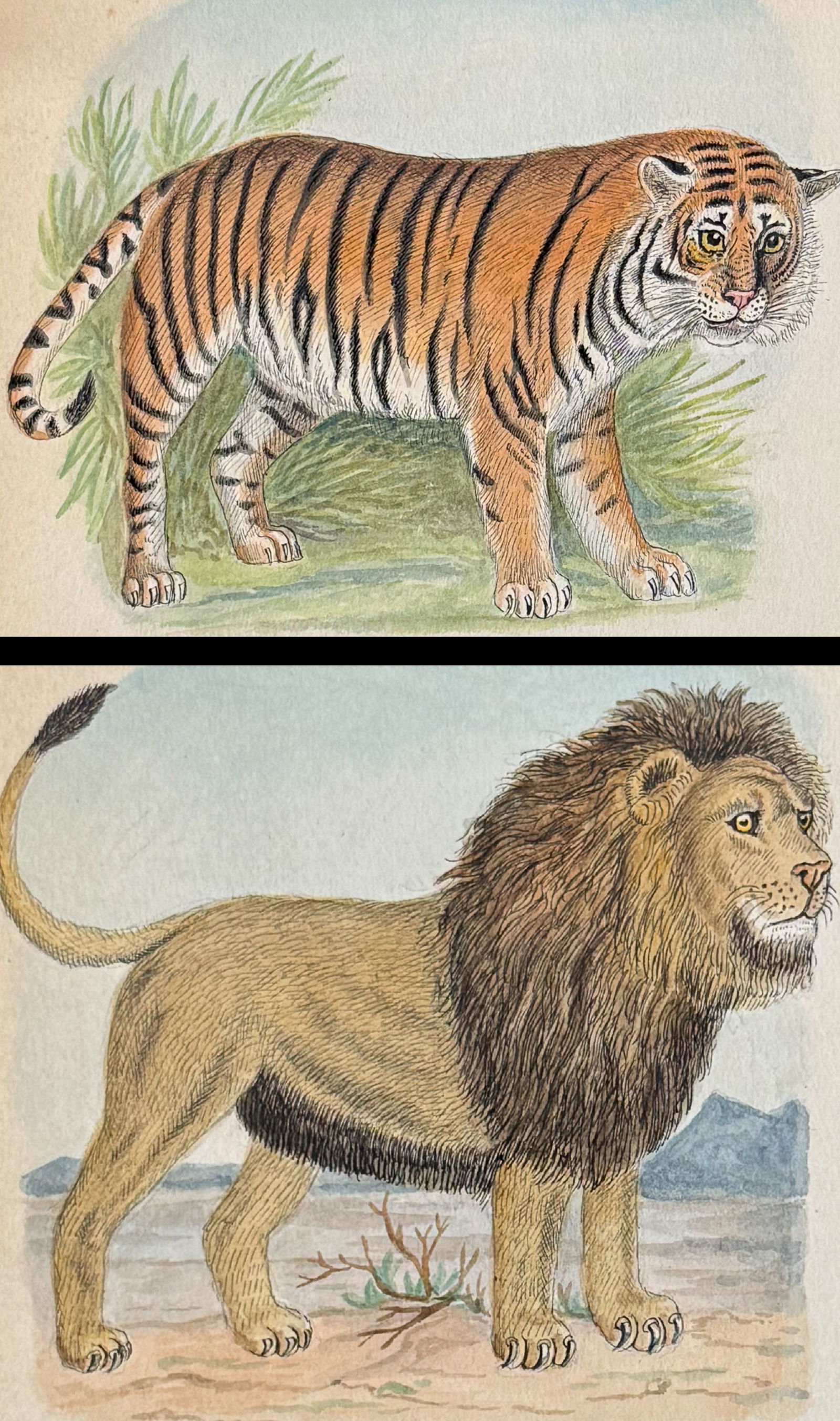 Pair of Original Watercolors of Lion & Tiger (1 of 5)