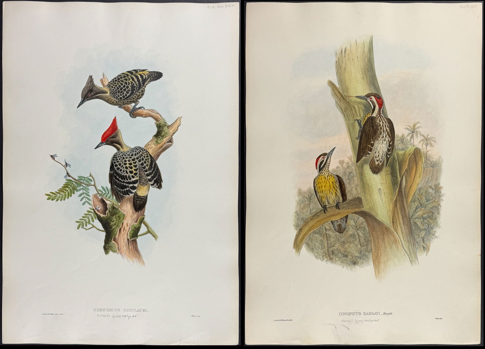 Gould, Asia - Pair of Woodpecker Lithographs (1 of 3)