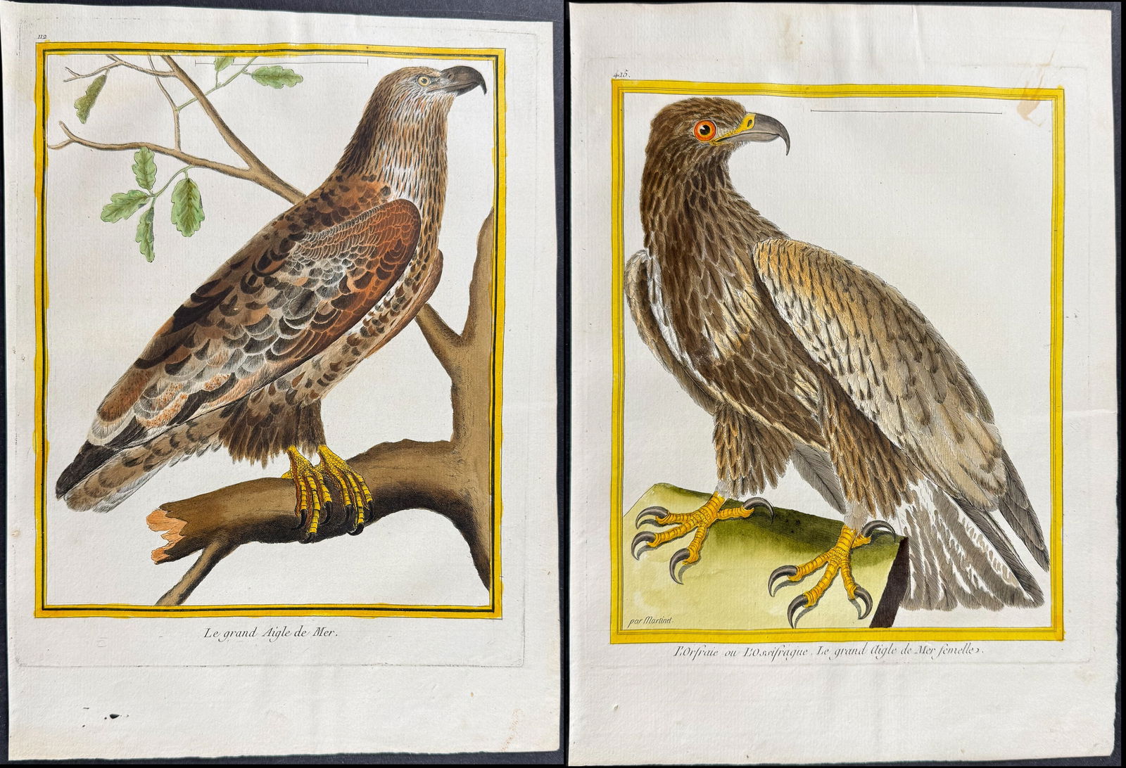 Martinet - Pair of Bird of Prey Engravings (1 of 3)