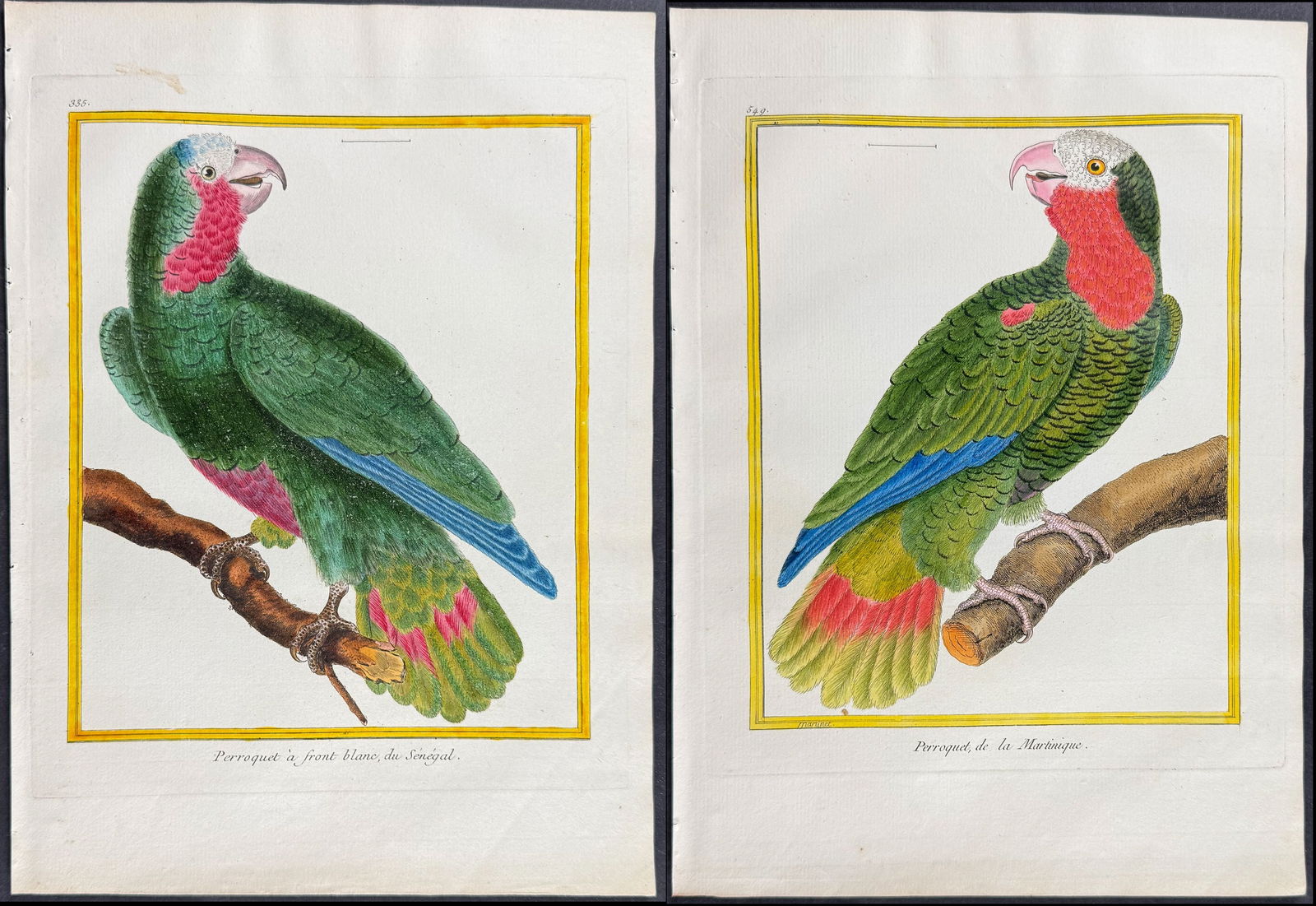 Martinet - Pair of Parrot Engravings: This originally hand-colored engraving is from Georges-Louis Leclerc de Buffon & Francois-Nicolas Martinet's work entitled Histoire Naturelle des Oiseaux. It was published in Paris by Imprimerie