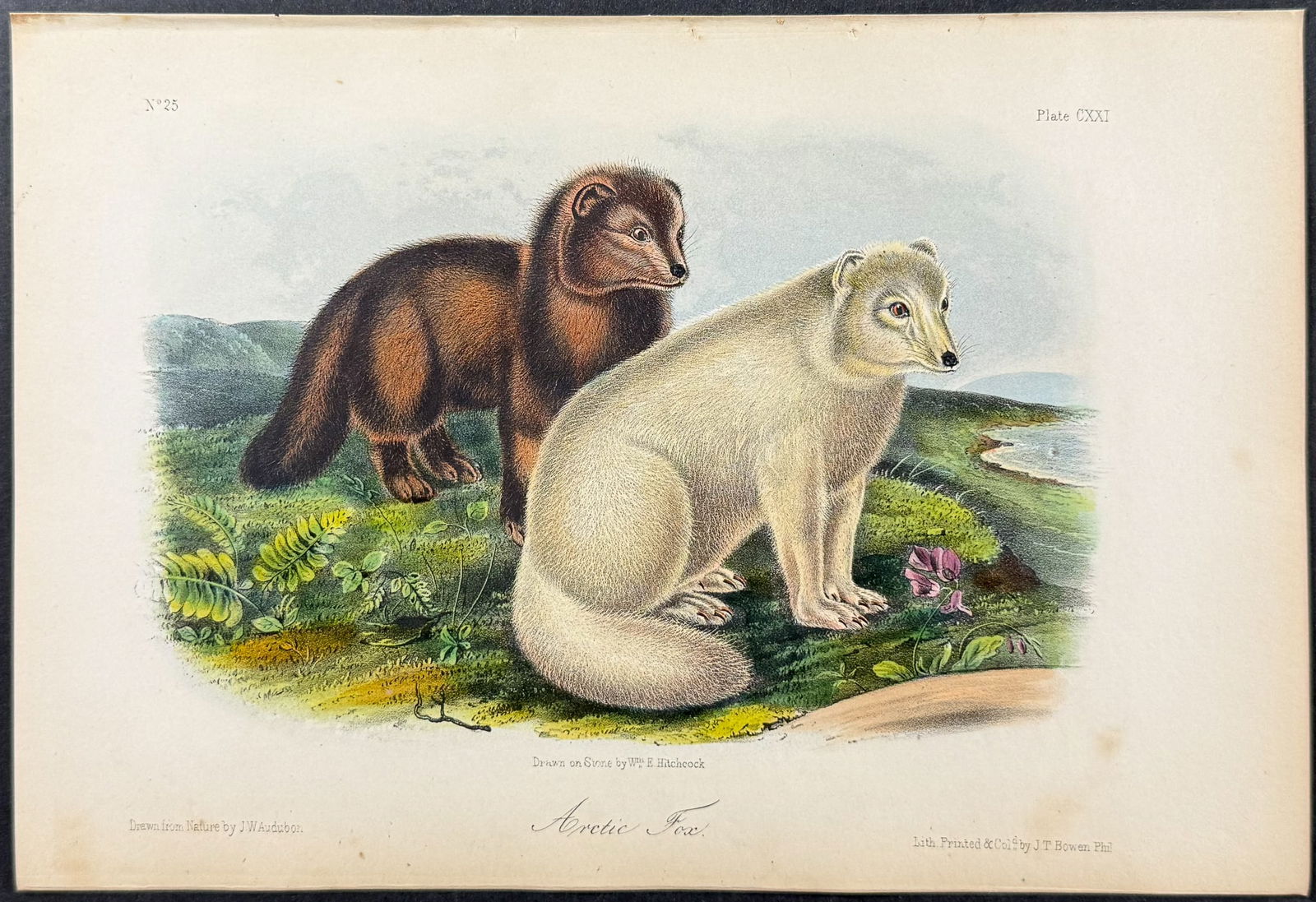 Audubon - Arctic Fox. 121 (1 of 1)