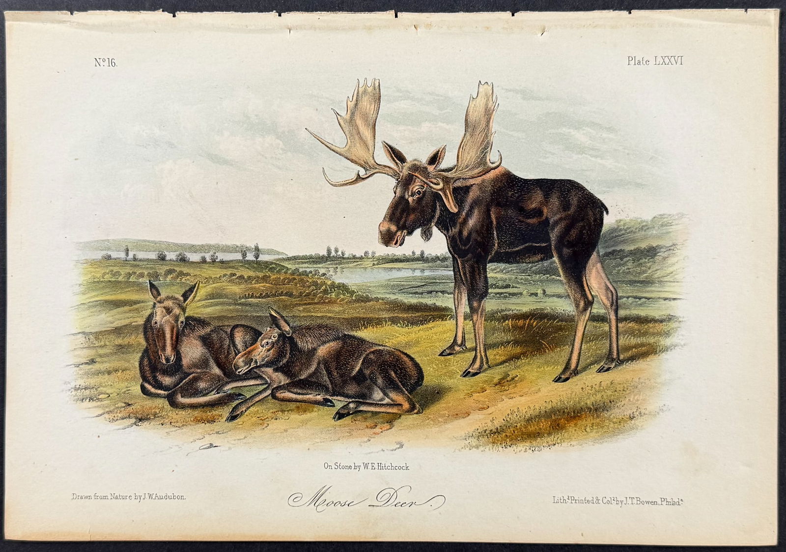 Audubon - Moose Deer. 76 (1 of 1)
