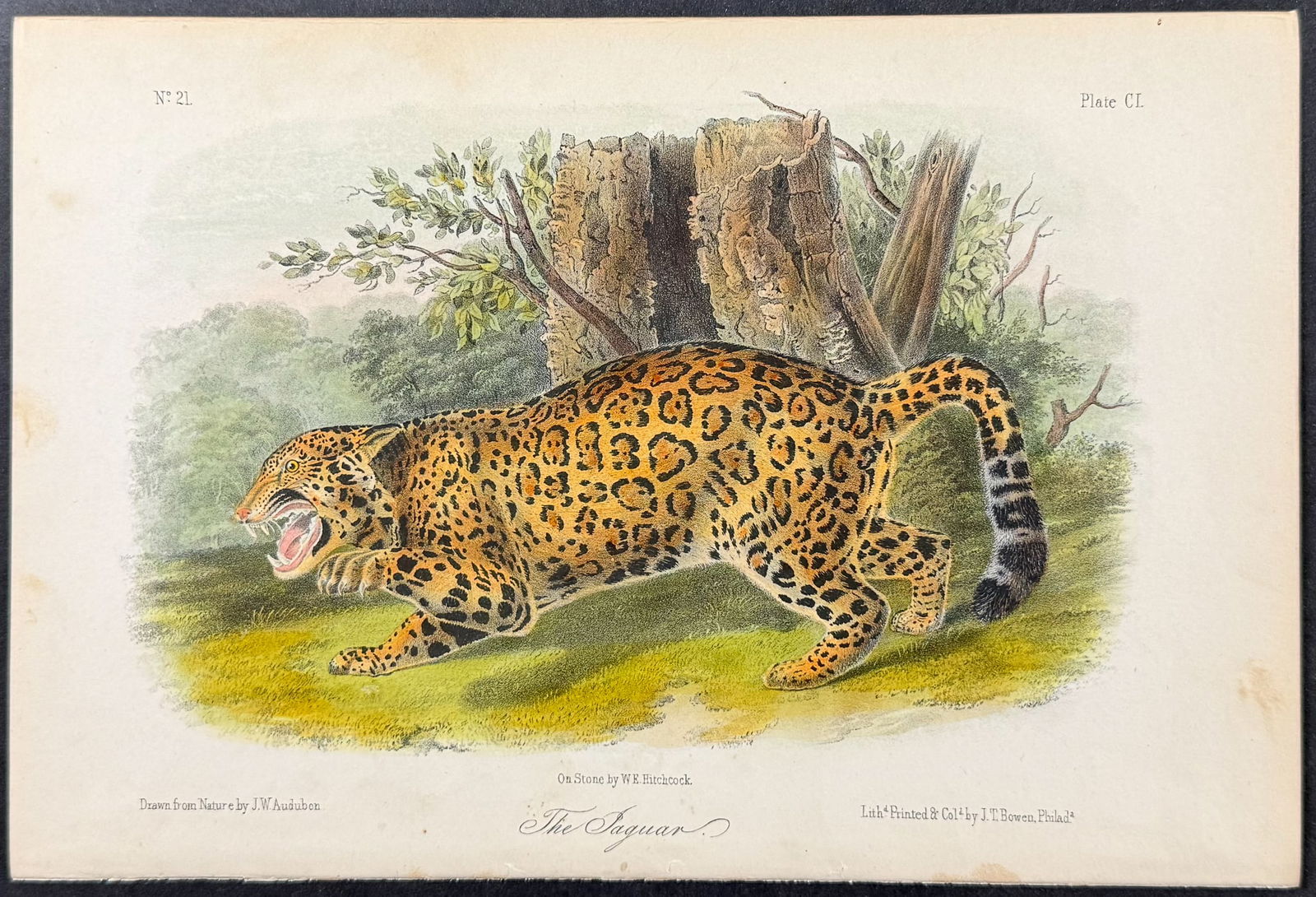 Audubon - The Jaguar. 101: This octavo lithograph is from John James Audubon's The Quadrupeds of North America. The work was published in New York between 1849 and 1854. Quadrupeds was Audubon's final great natural history
