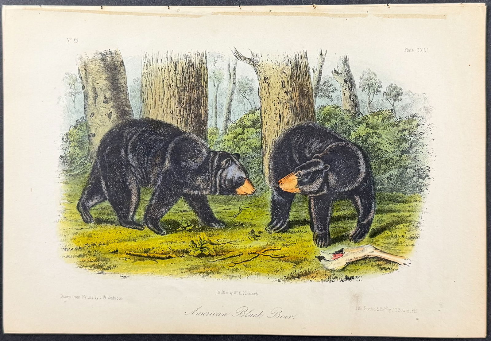 Audubon - American Black Bear. 141: This octavo lithograph is from John James Audubon's The Quadrupeds of North America. The work was published in New York between 1849 and 1854. Quadrupeds was Audubon's final great natural history