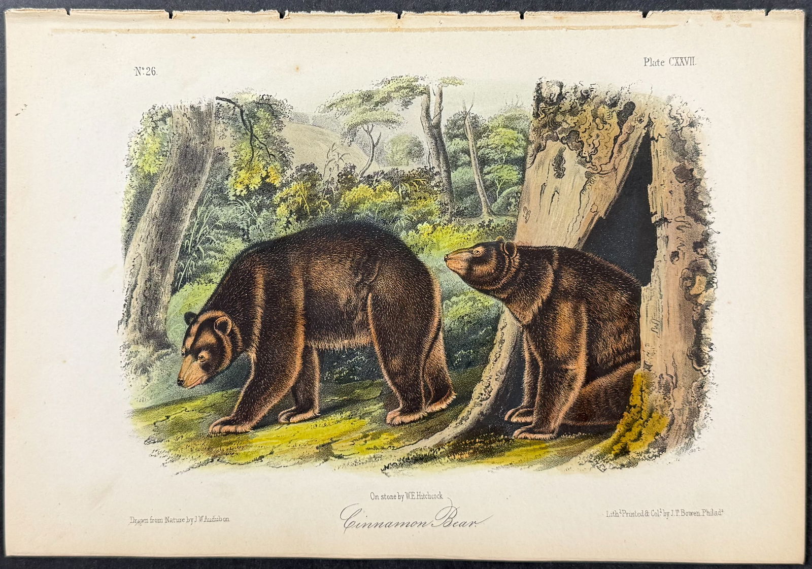 Audubon - Cinnamon Bear. 127 (1 of 1)