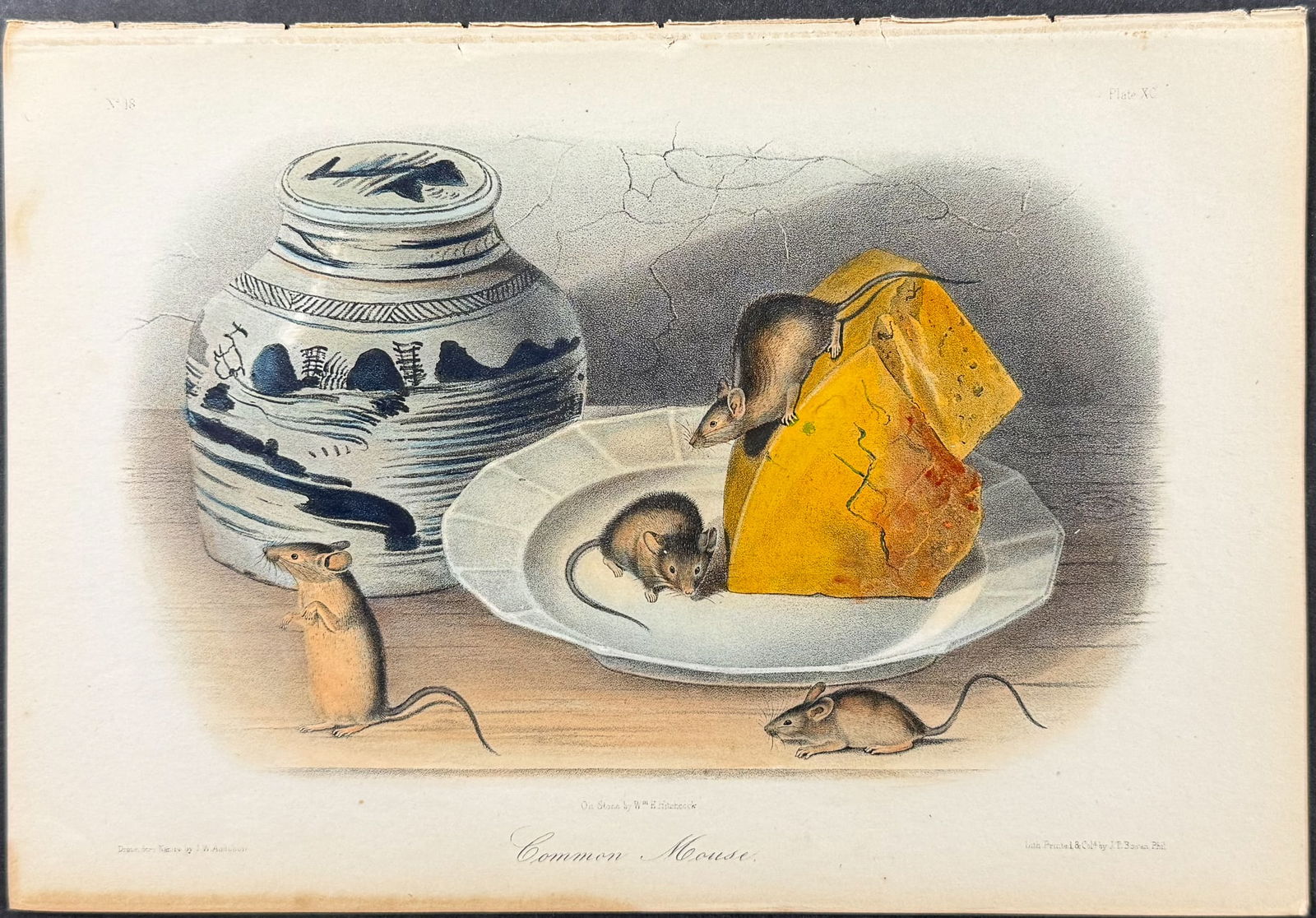 Audubon - Common Mouse. 90: This octavo lithograph is from John James Audubon's The Quadrupeds of North America. The work was published in New York between 1849 and 1854. Quadrupeds was Audubon's final great natural history