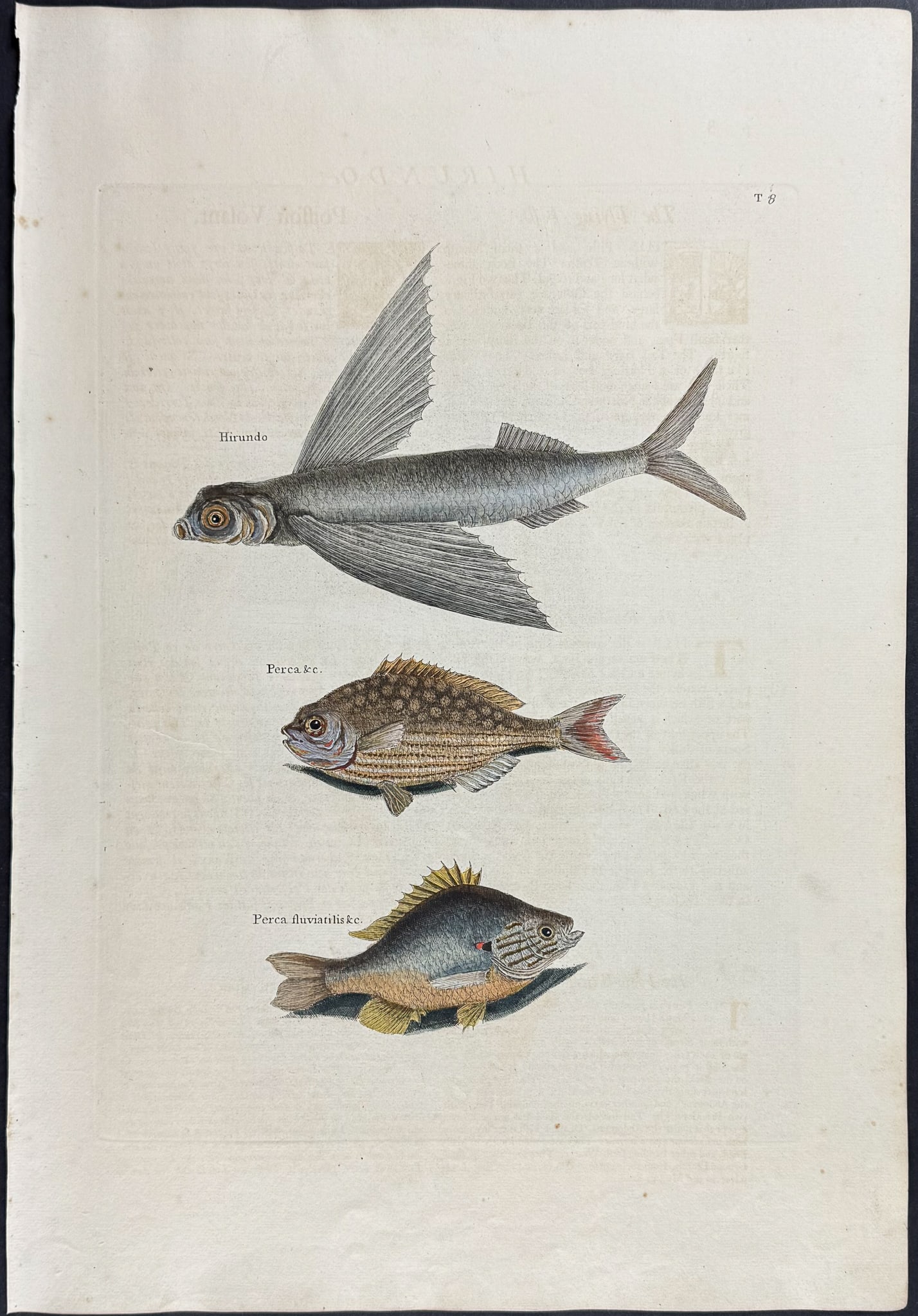 Catesby, First Ed - Flying Fish, Rudder Fish & Fresh-Water Perch. 2-8 (1 of 1)