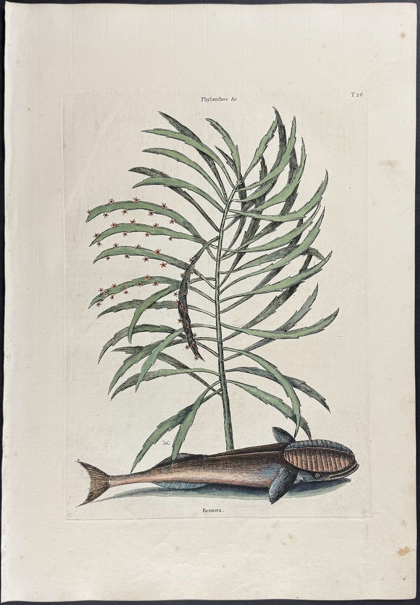 Catesby, First Ed - Sucking Fish (Remora) with Abraham Bush. 2-26: We are pleased to offer this folio engraving from Mark Catesby?s The Natural History of Carolina, Florida and the Bahama Islands: Containing the Figures of Birds, Beasts, Fishes, Serpents, Insects,