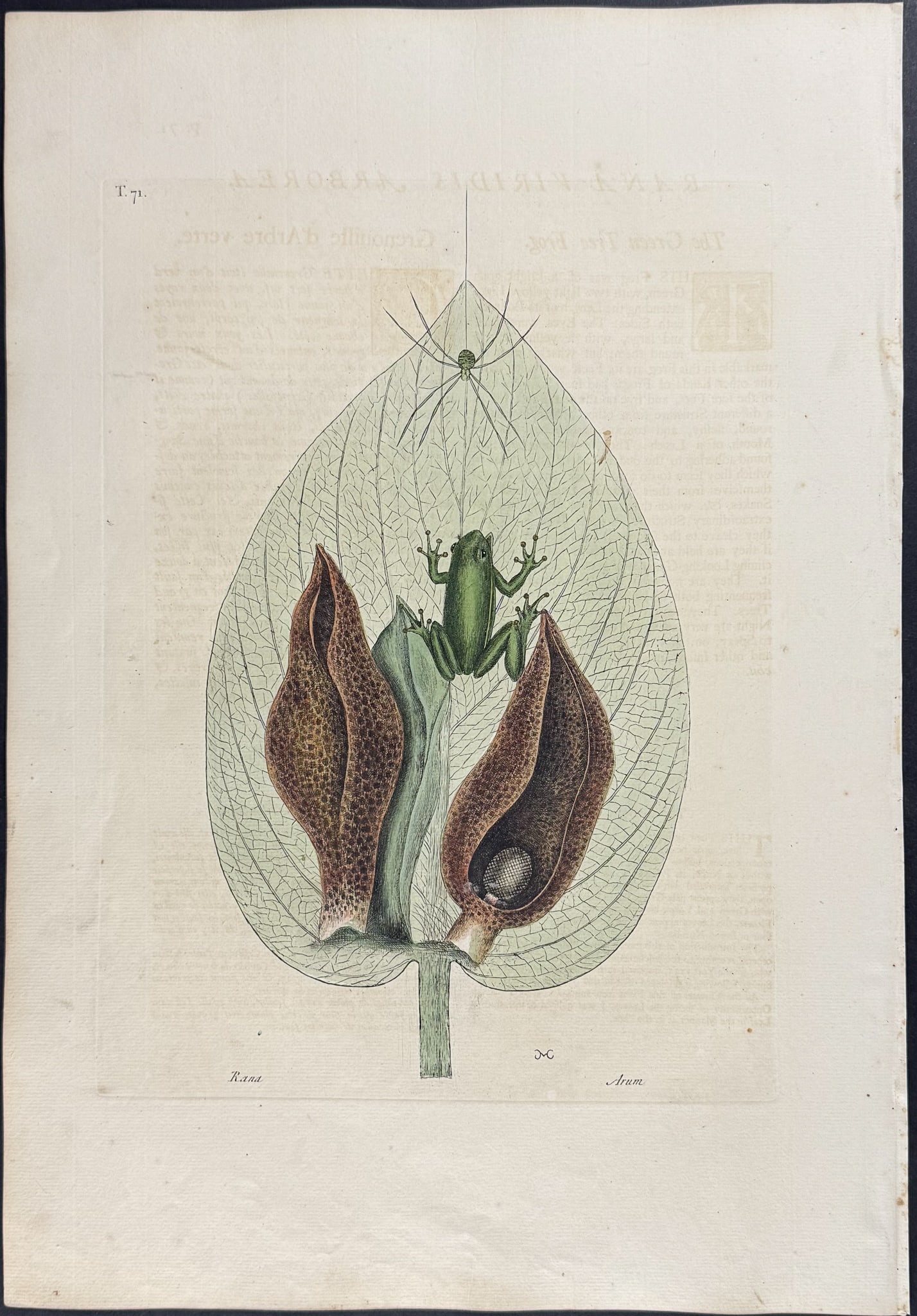 Catesby, First Ed - Green Tree Frog with Skunk Weed. 2-71 (1 of 1)
